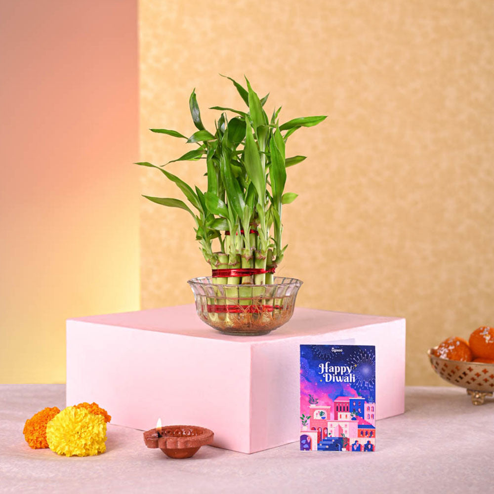 Ugaoo Lucky Bamboo Plant - 2 Layer Diwali Gift