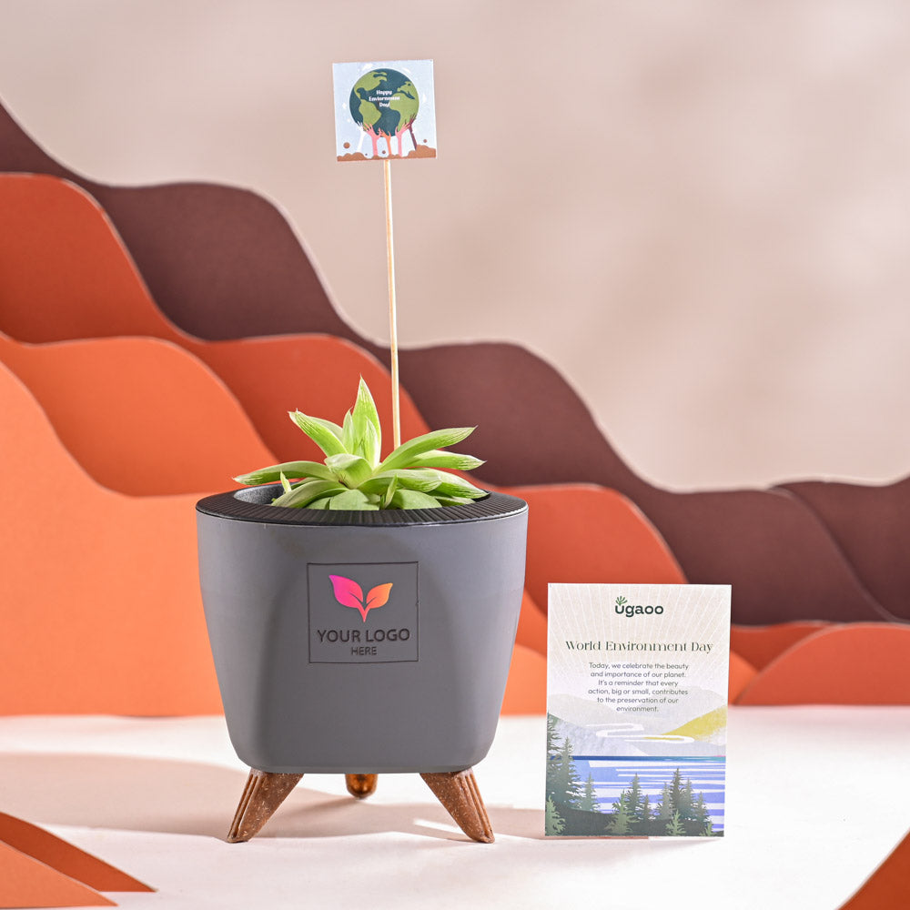 Ugaoo Haworthia Cooperi Fleshy For Environment Day Gifting - view 44
