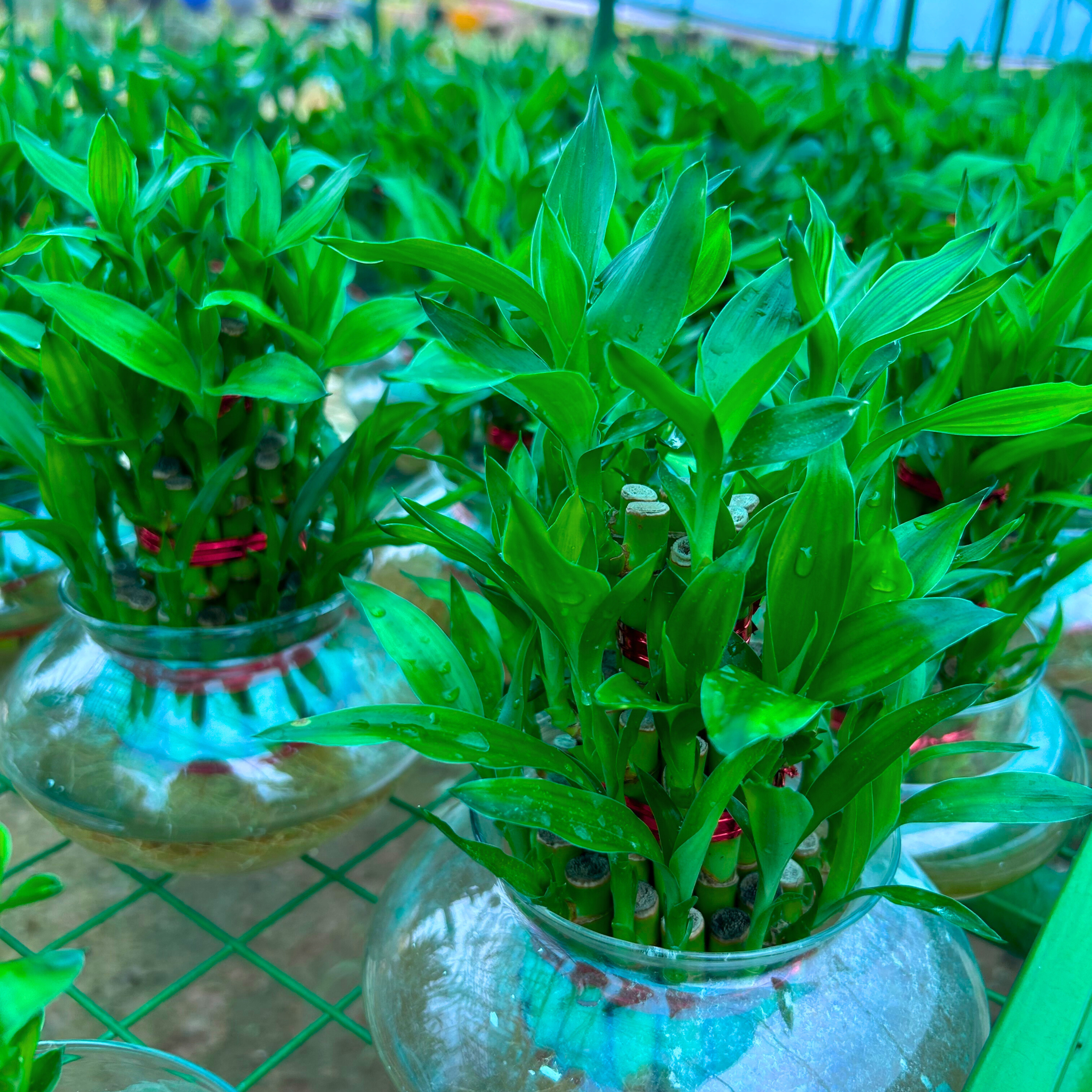 MR 3 Layer Lucky Bamboo Indoor Live Plant