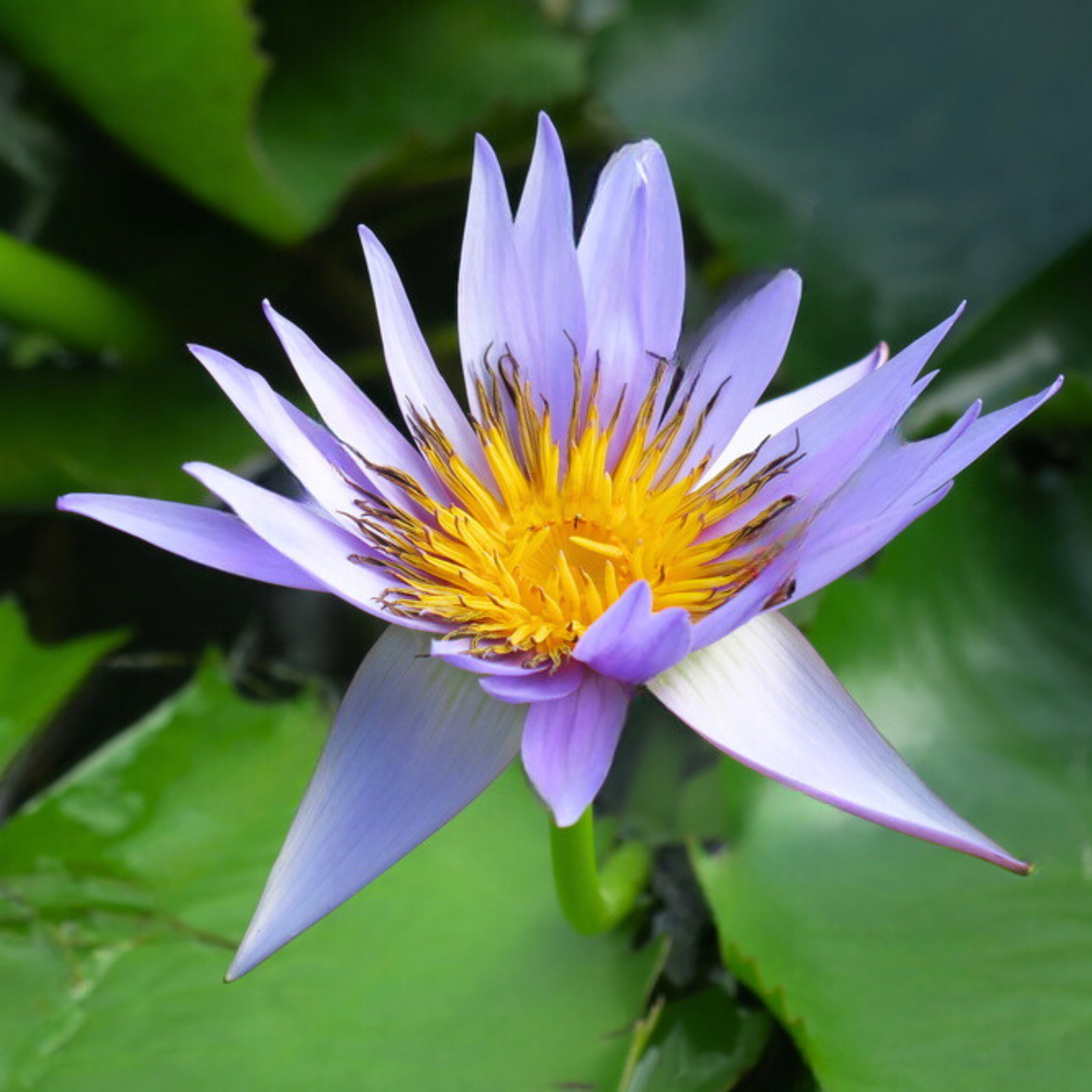 DZ Nymphaea Midnight Caprice - view 2