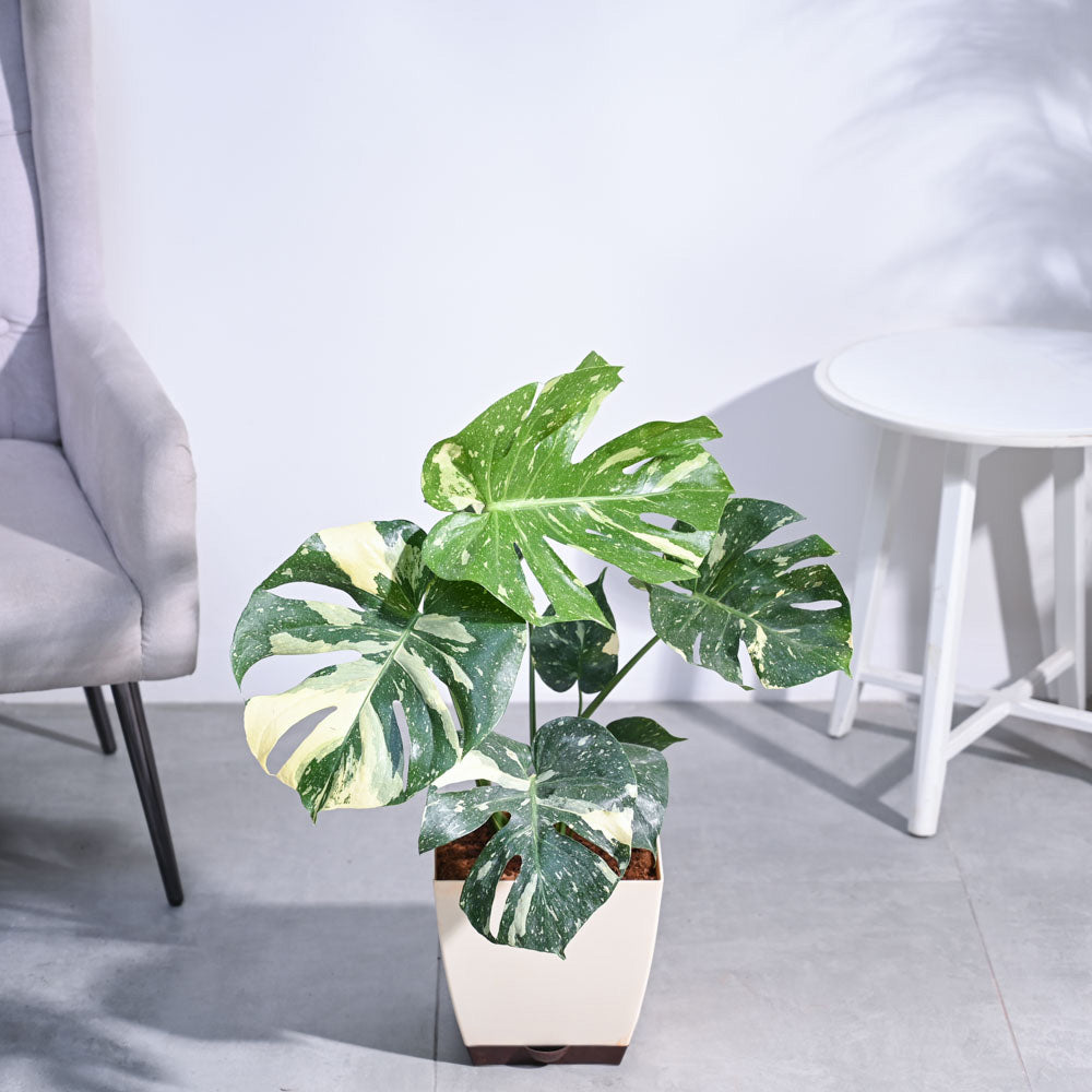 Ugaoo Monstera Thai Constellation XL - view 5