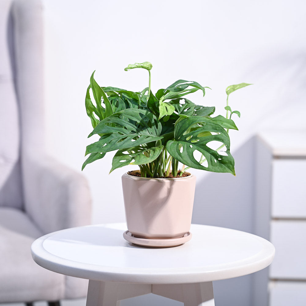 Ugaoo Broken Heart Plant - view 155