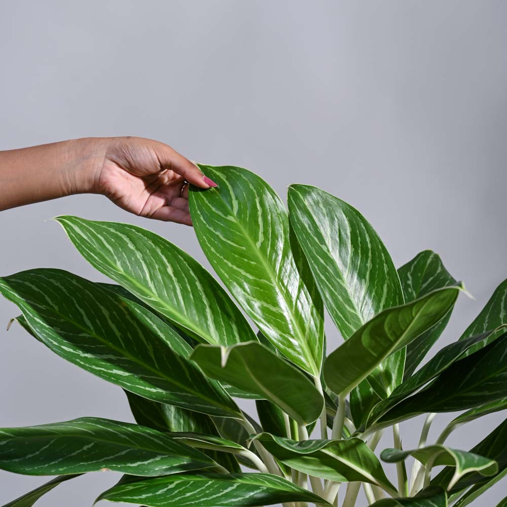Ugaoo Aglaonema Stripes Plant - XL - view 4