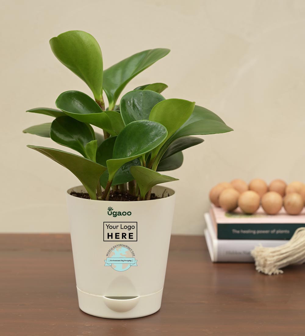 Ugaoo Peperomia Green Plant For Environment Day Gifting