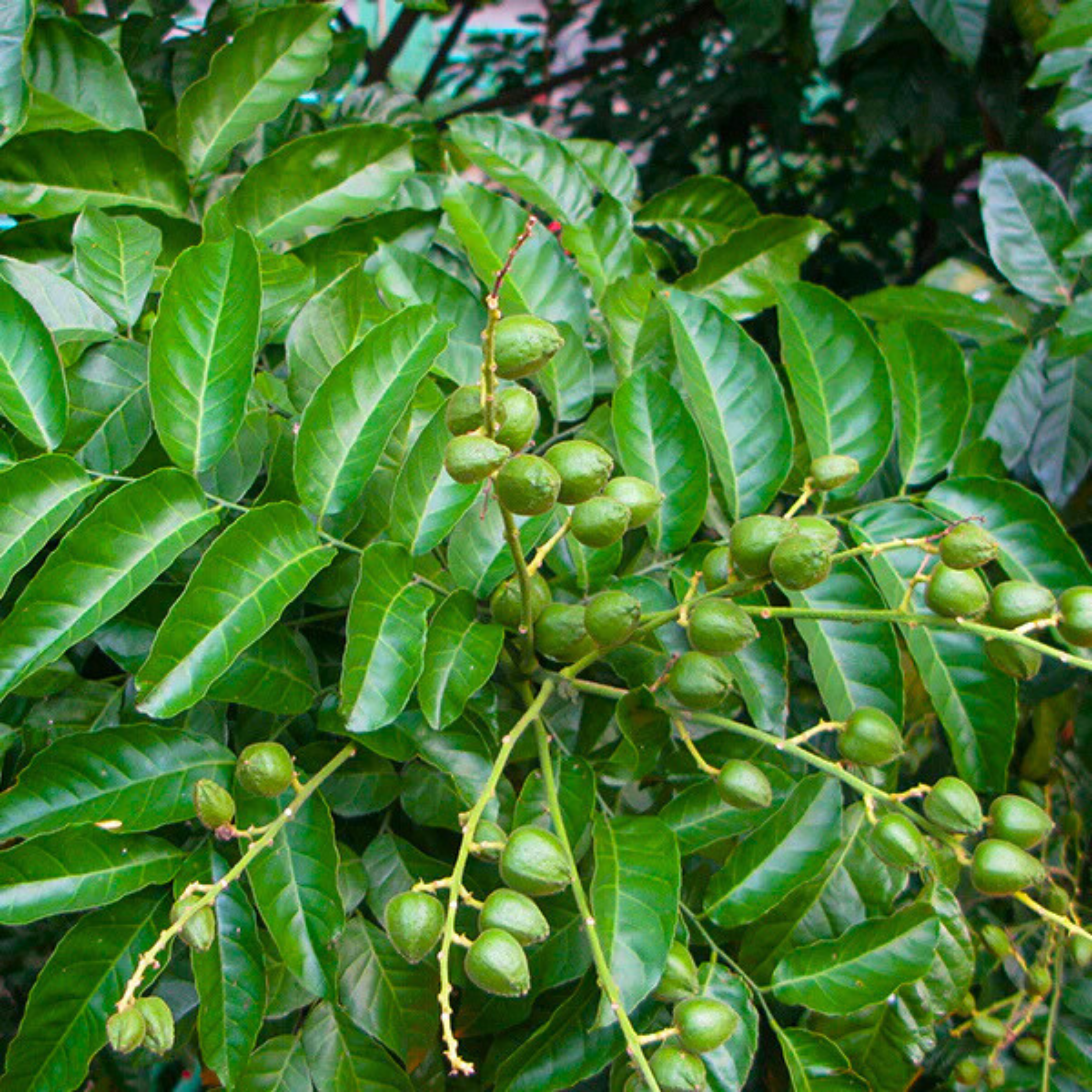 VL Wampee (Clausena Lansium) Fruit Live Plant