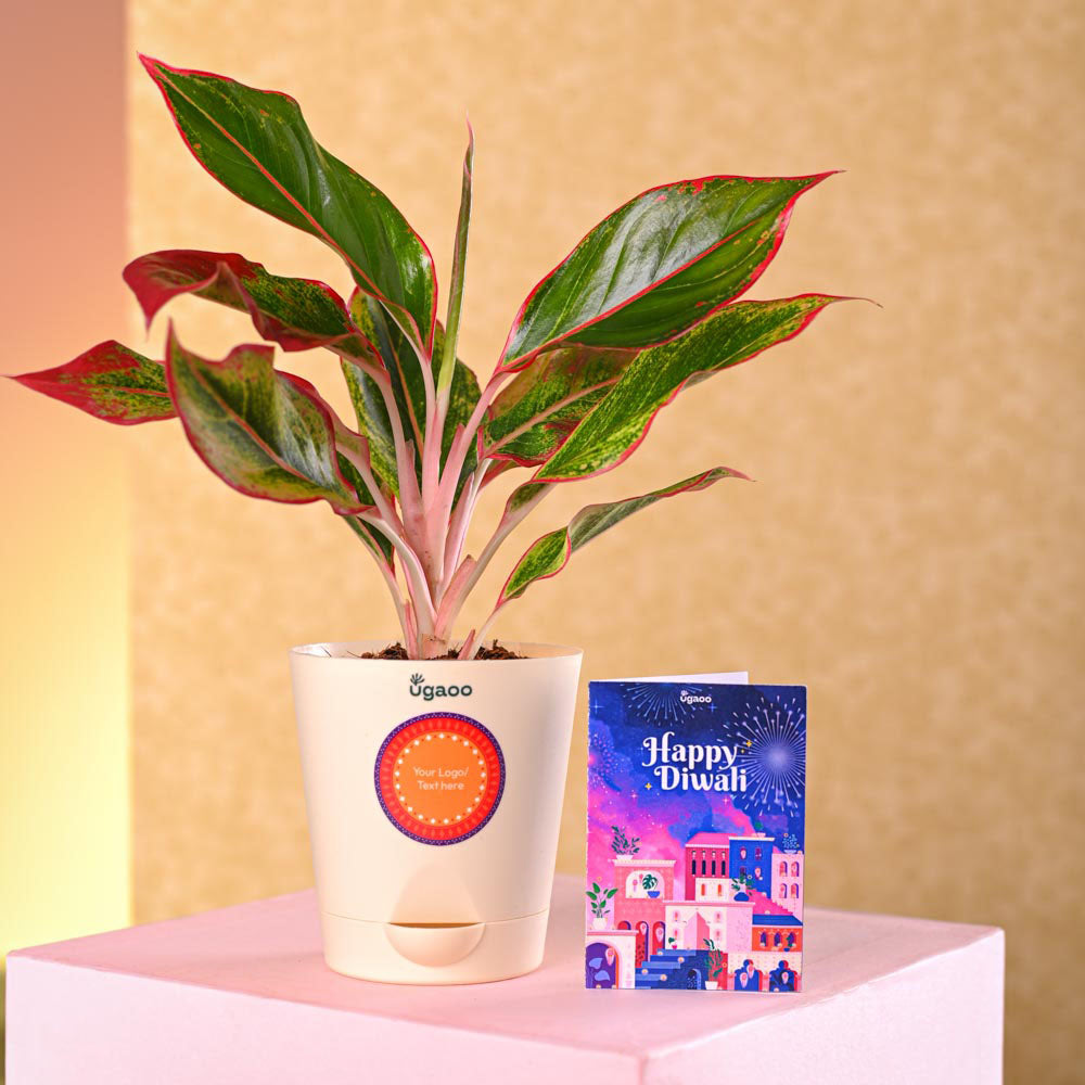 Ugaoo Aglaonema Red Plant Diwali Gift - view 4