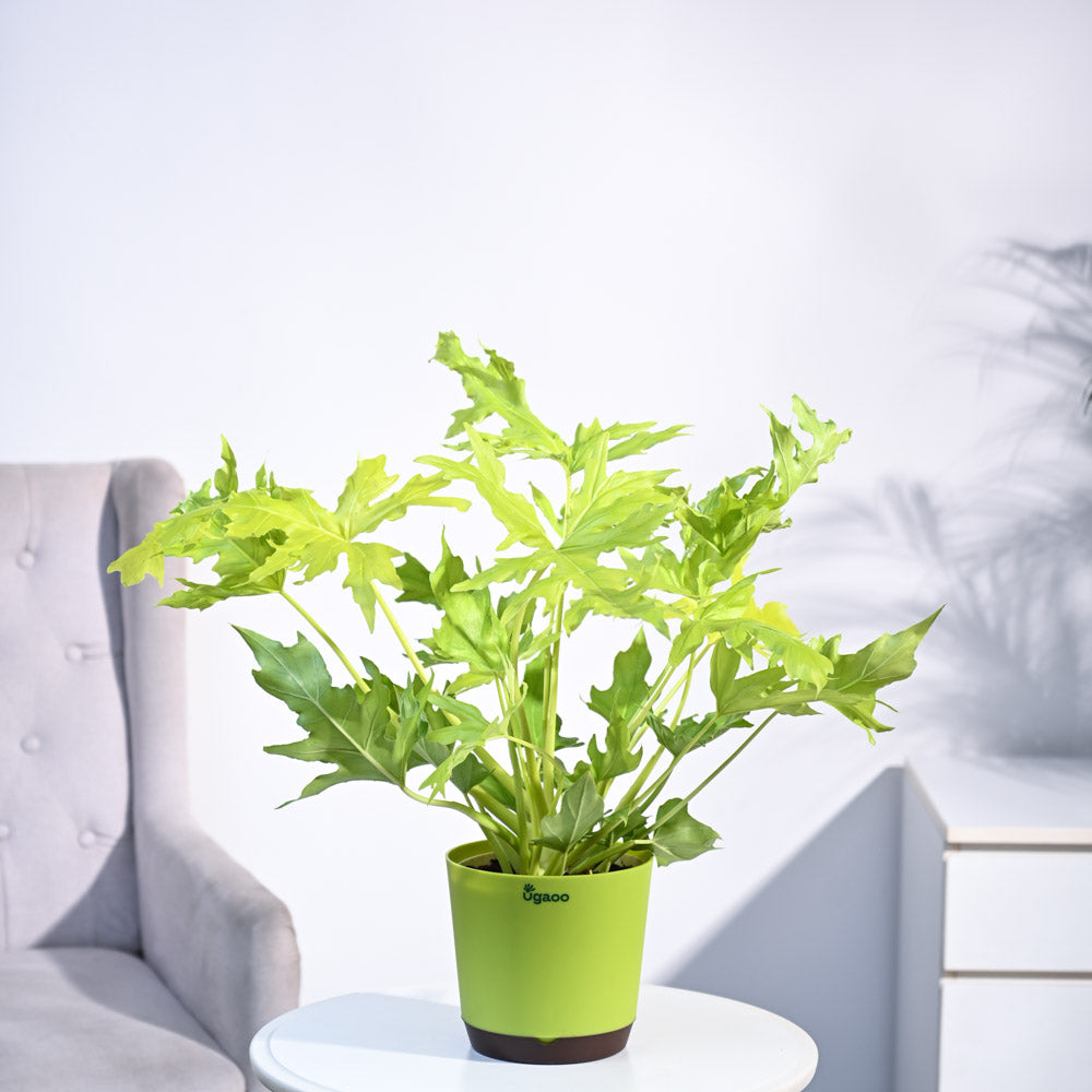 Ugaoo Philodendron Selloum Golden Plant - view 19