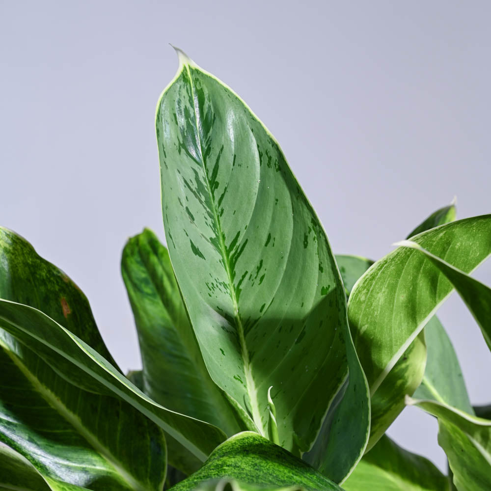 Ugaoo Aglaonema Ice Plant - XL - view 4