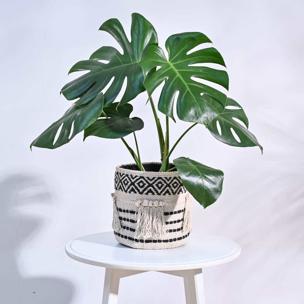 Ugaoo Tassel Cotton Planter