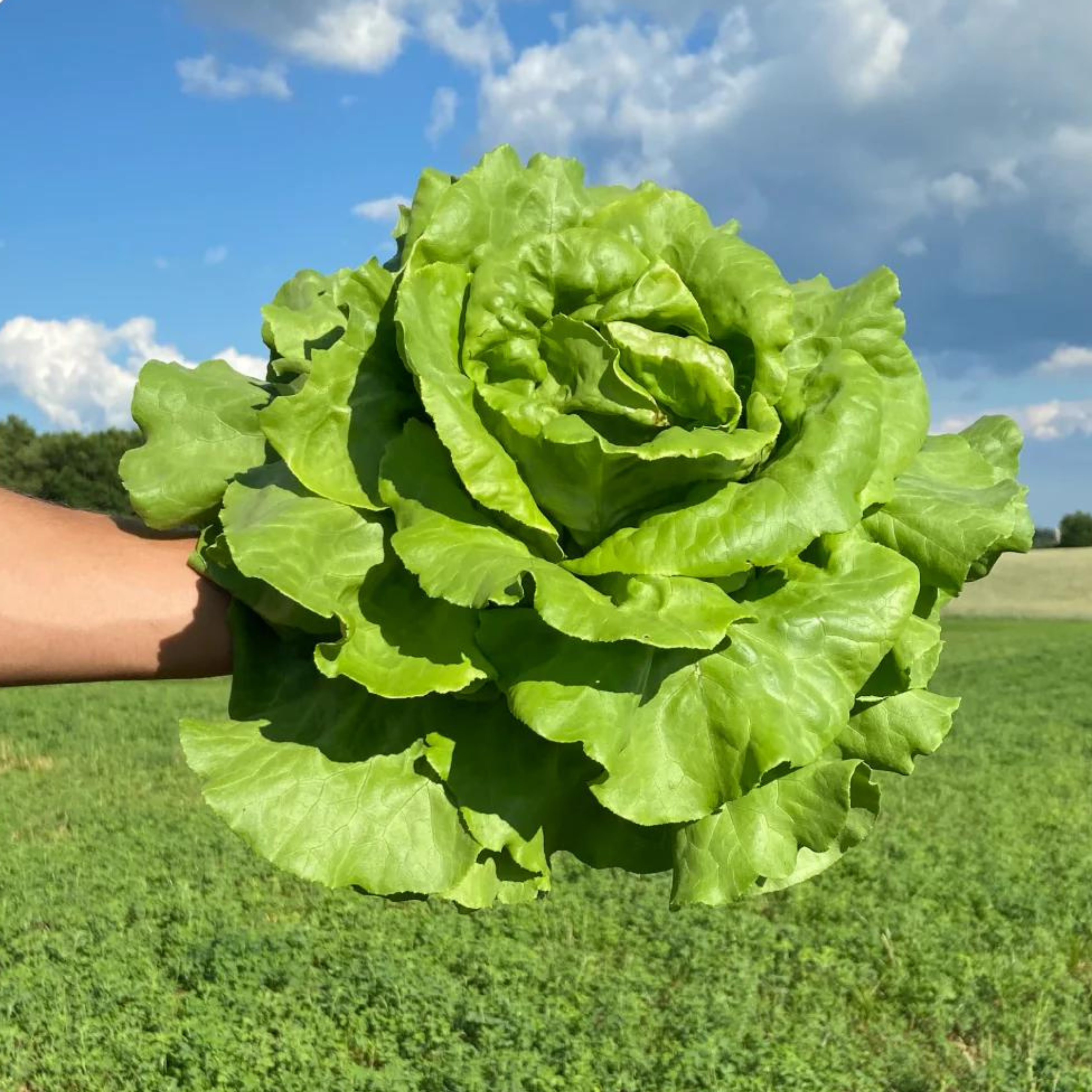 Seed2Plant Organic Butterhead Lettuce Seeds - Open Pollinated - view 2