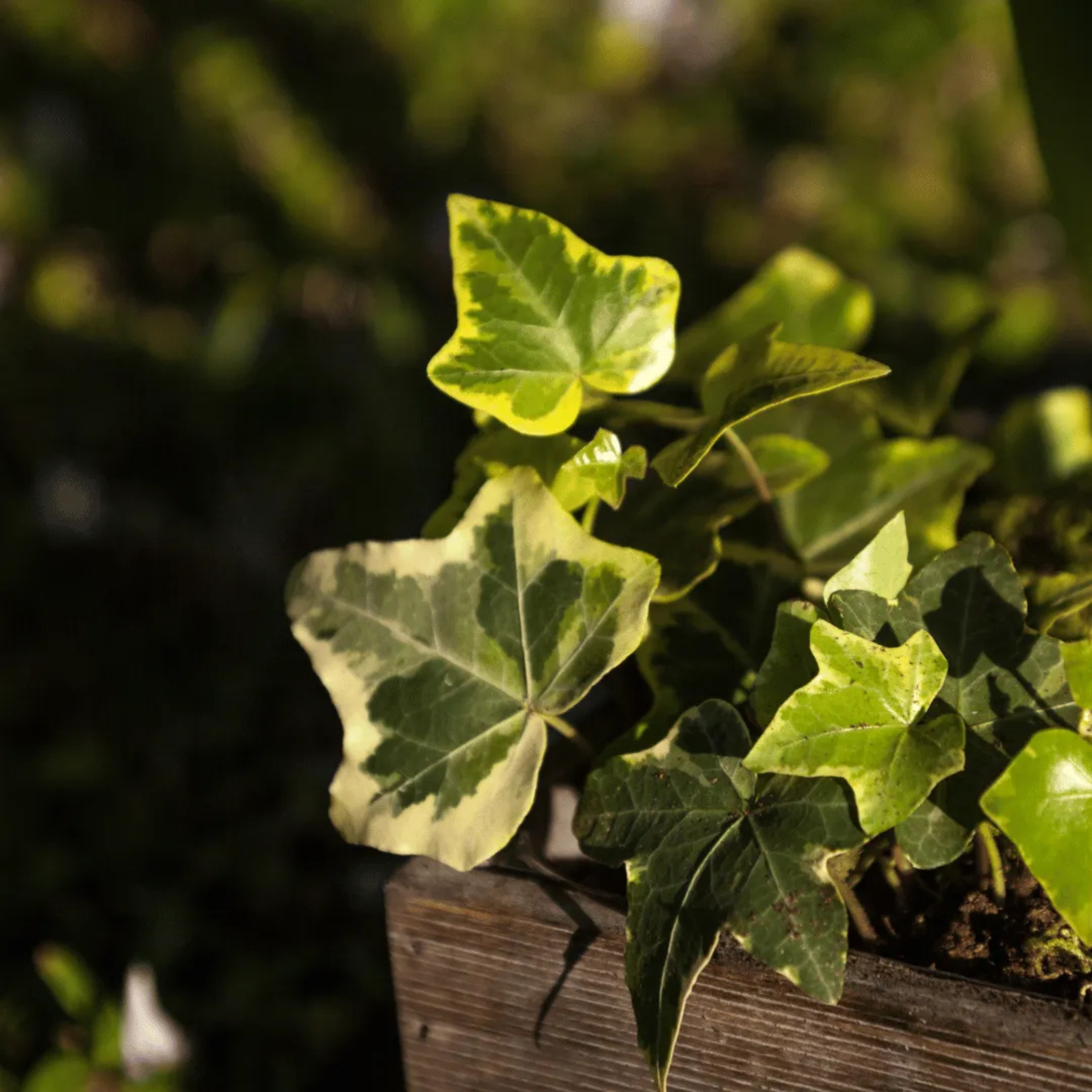MR English Ivy Variegated (Hedera helix Variegata) Indoor Live Plant - view 2