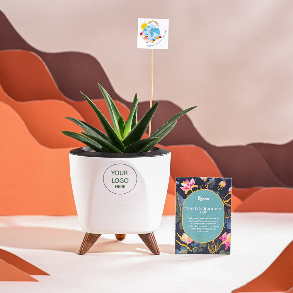 Ugaoo Aloe Vera Green Mini Plant For Environment Day Gifting - view 43
