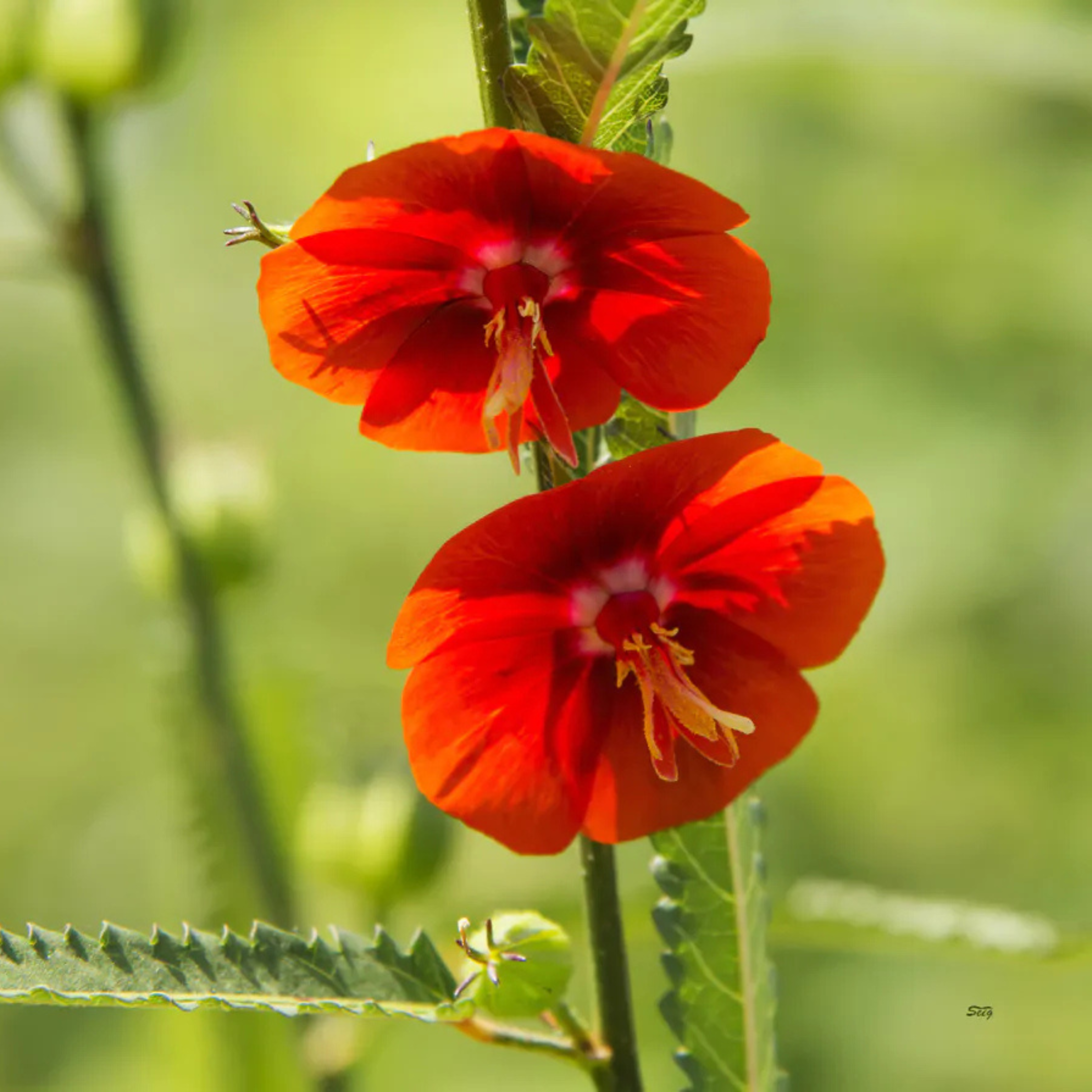 MR Midday / Scarlet Mallow Red (Pentapetes phoenicea) Rare Flowering Live Plant - view 2