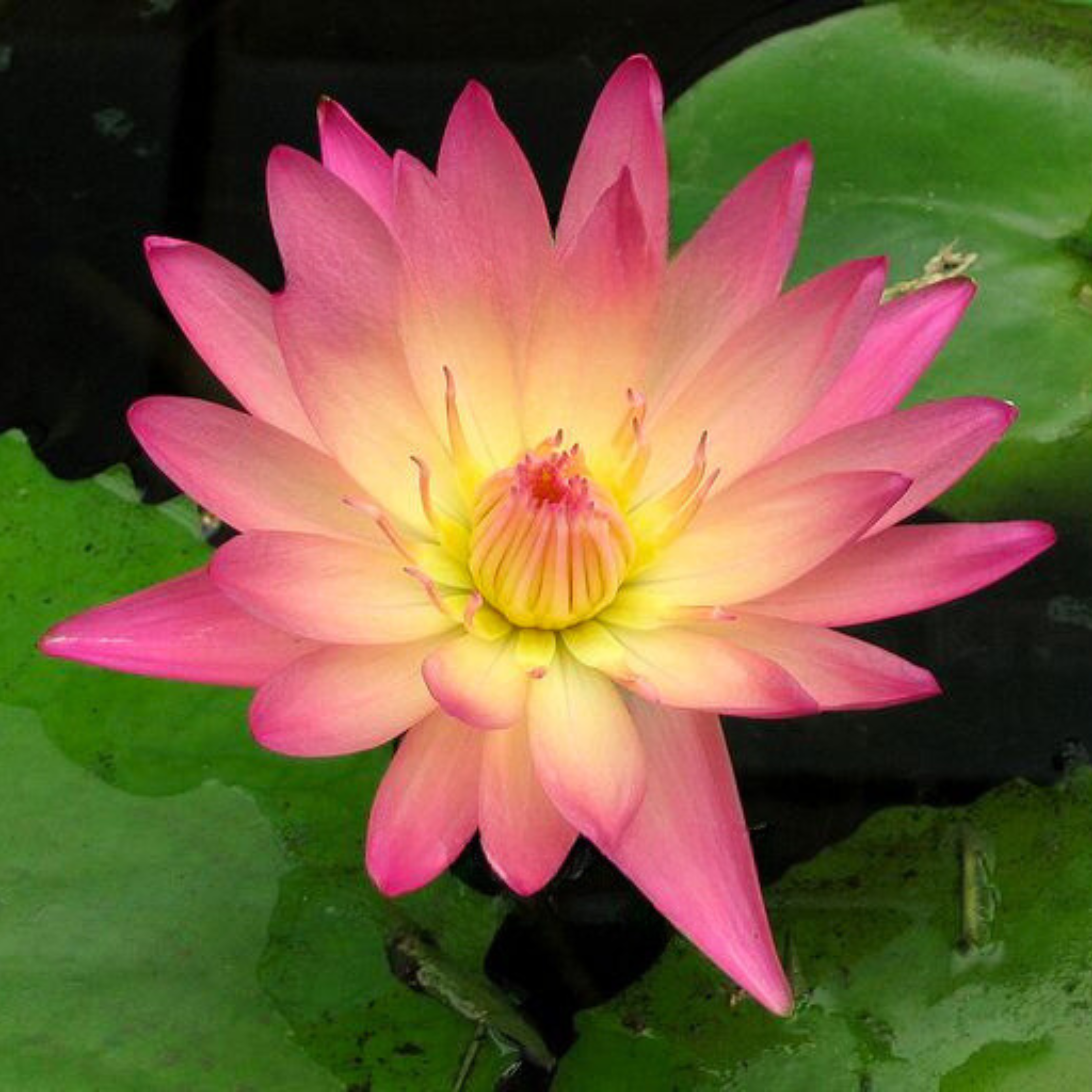 DZ Nymphaea After Glow - view 3