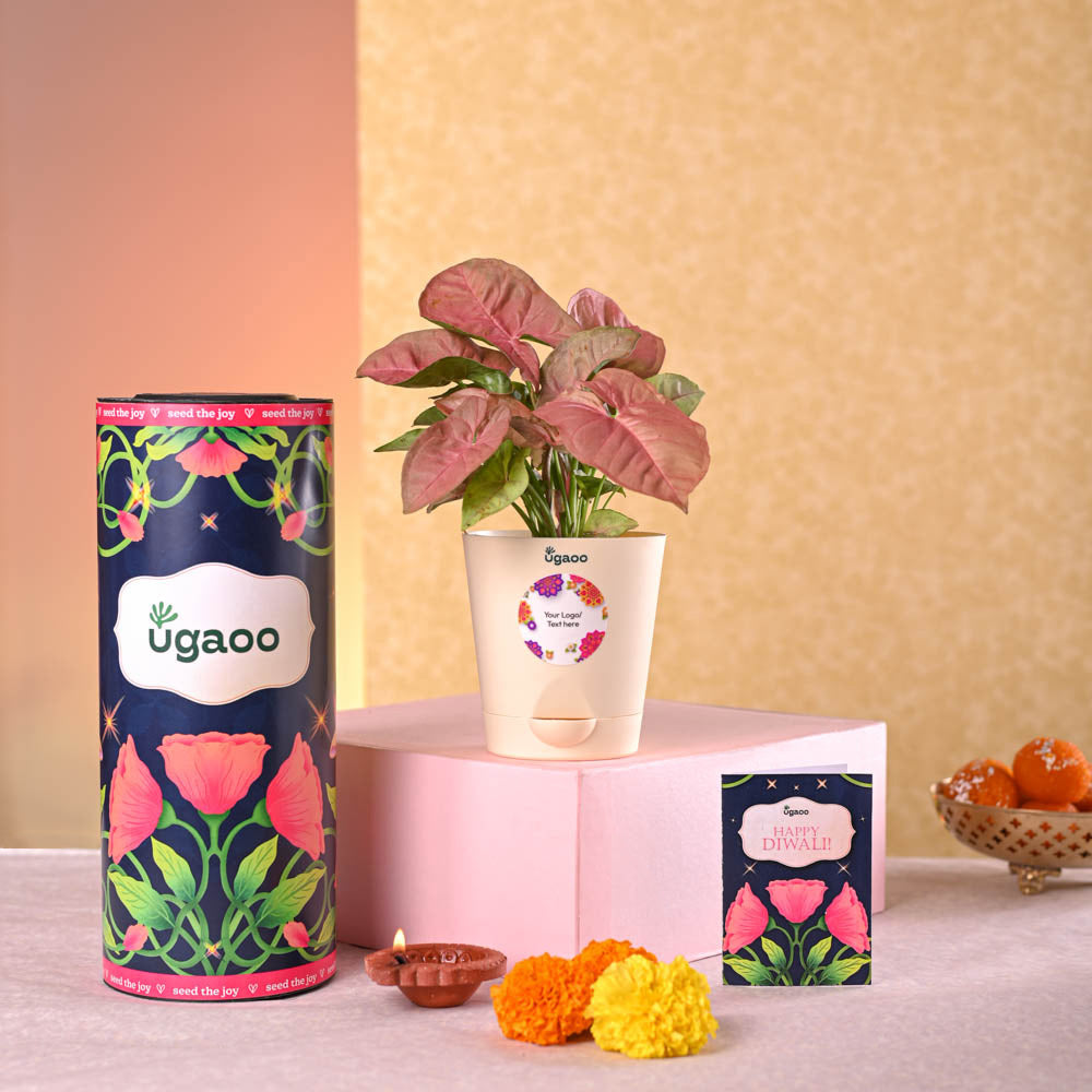 Ugaoo Syngonium Pink Plant Diwali Gift