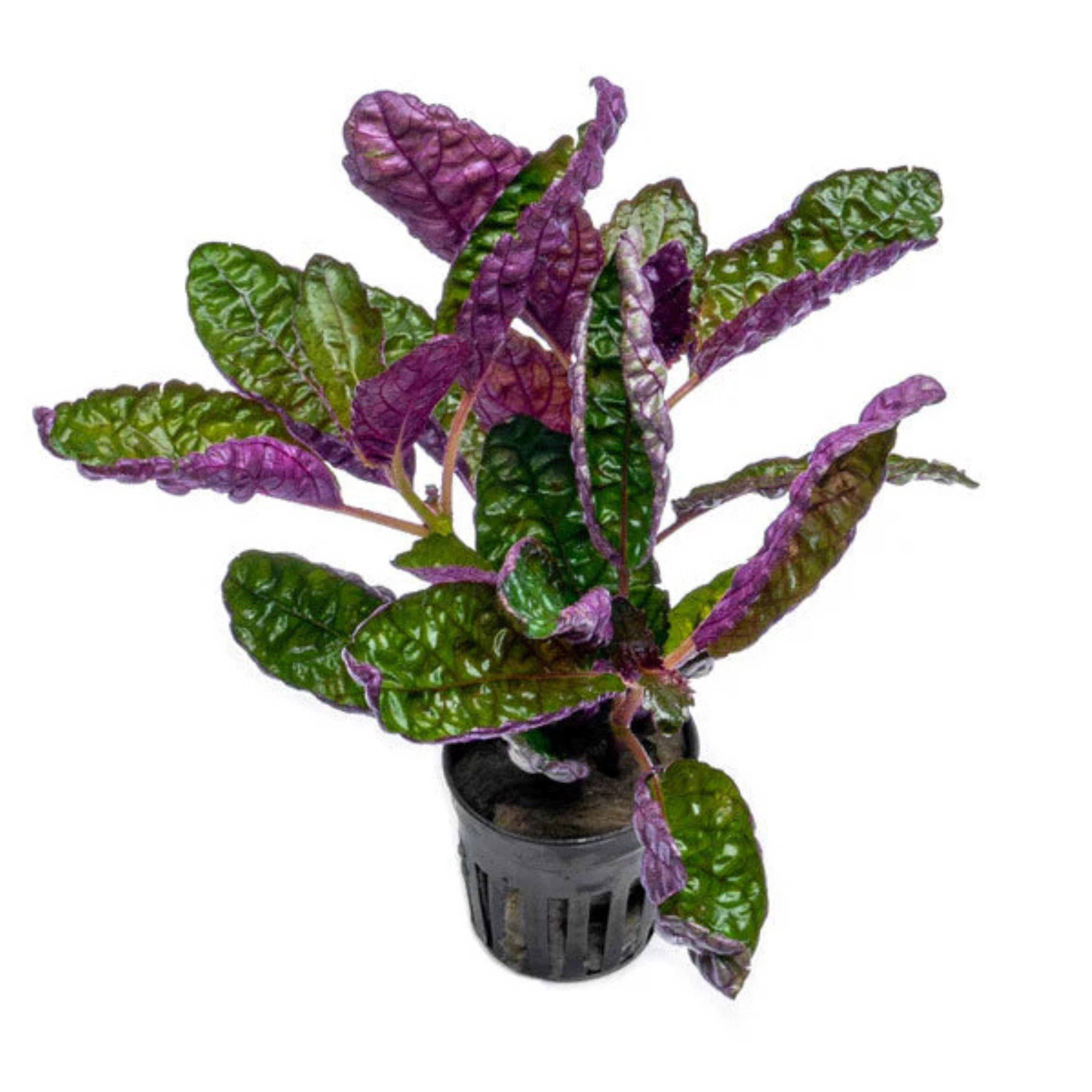 DZ Purple Waffle Plant (Hemigraphis Colorata) Live Plant (Pack of 2)
