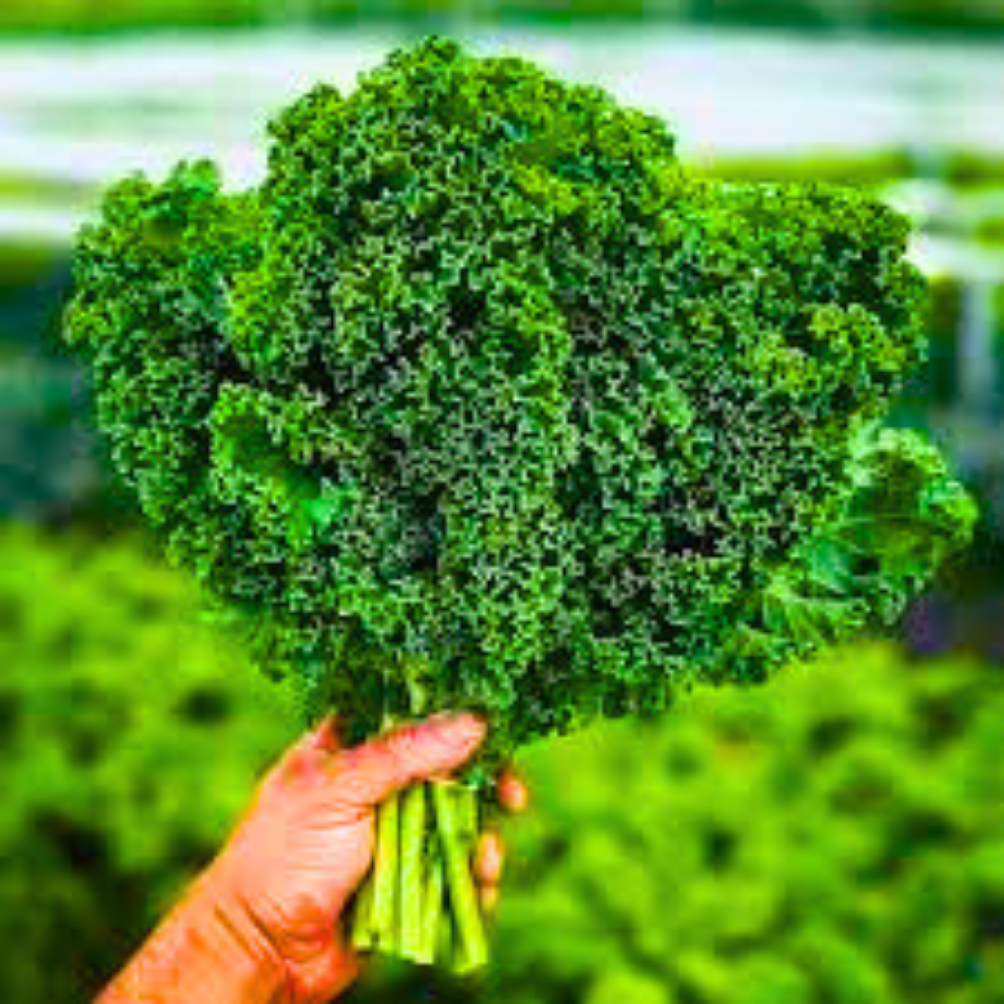 Seed2Plant Organic Curly Kale (केल के बीज) Seeds - Open Pollinated - view 2