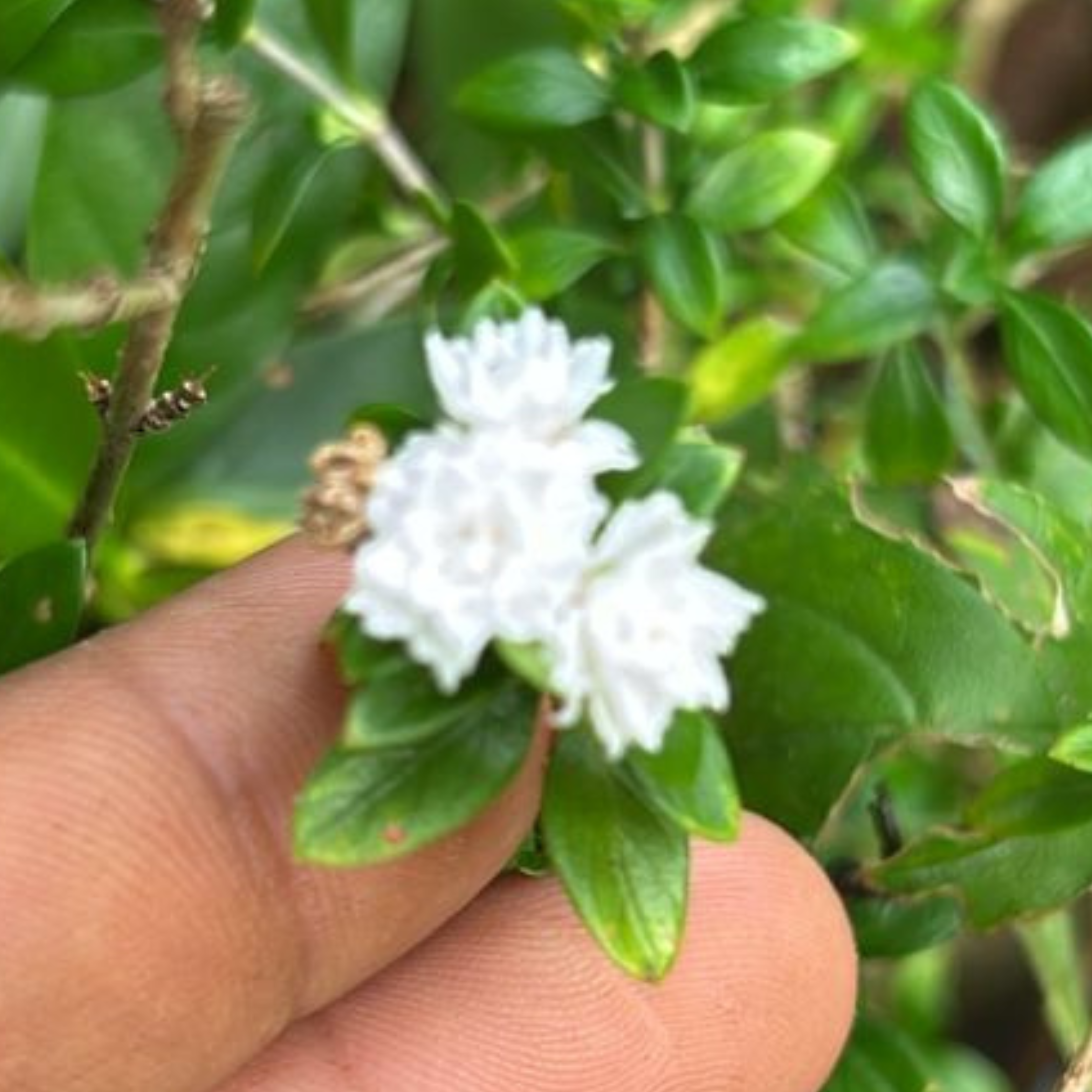 MR Snow Rose Multi Petal (Serissa japonica) Live Plant - view 2