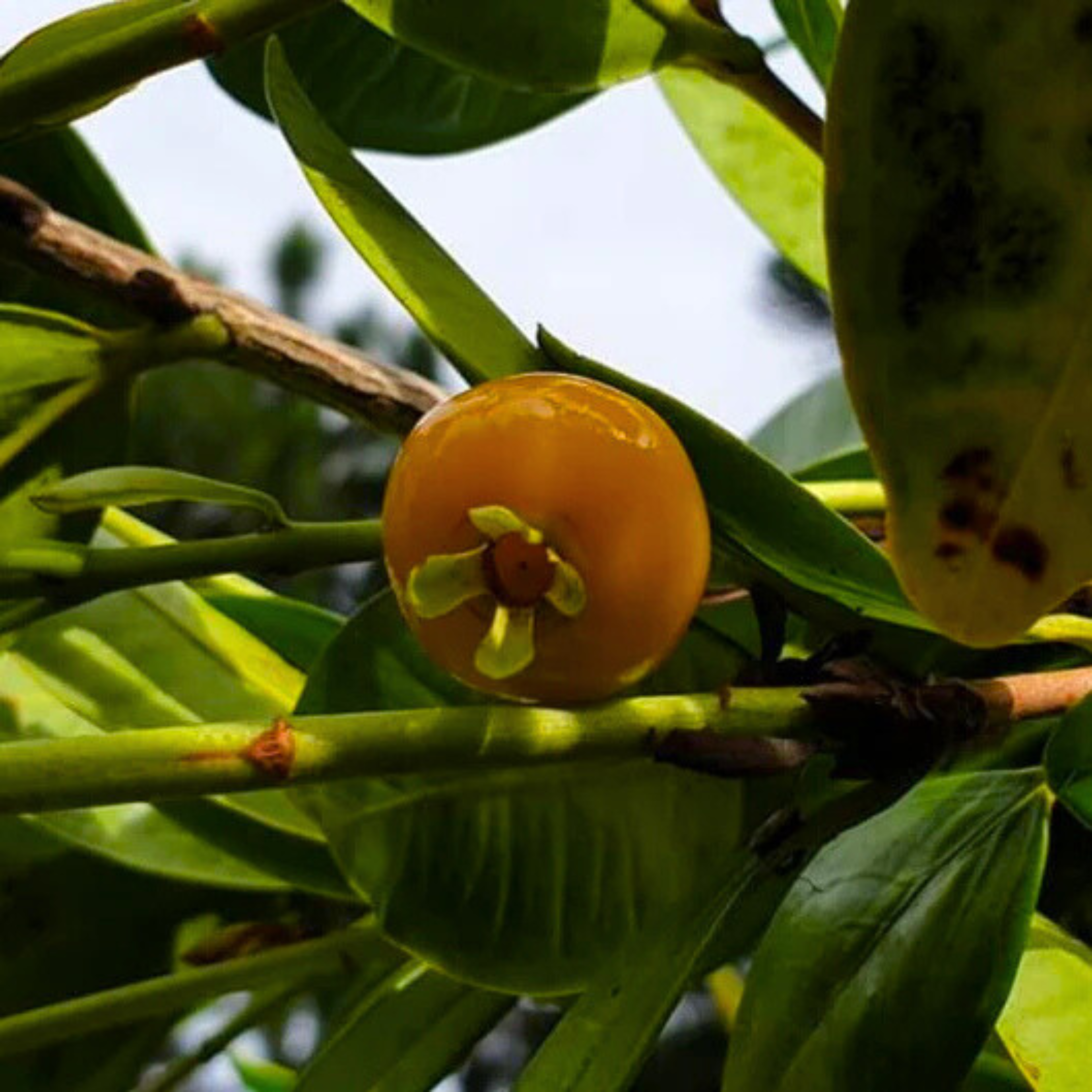 VL Yellow Grumichama (Eugenia brasilensis var. leucocephala) Fruit Live Plant