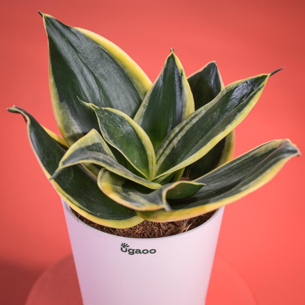 Ugaoo Golden Hahnii Snake Plant Diwali Gift with Greeting Card - view 2