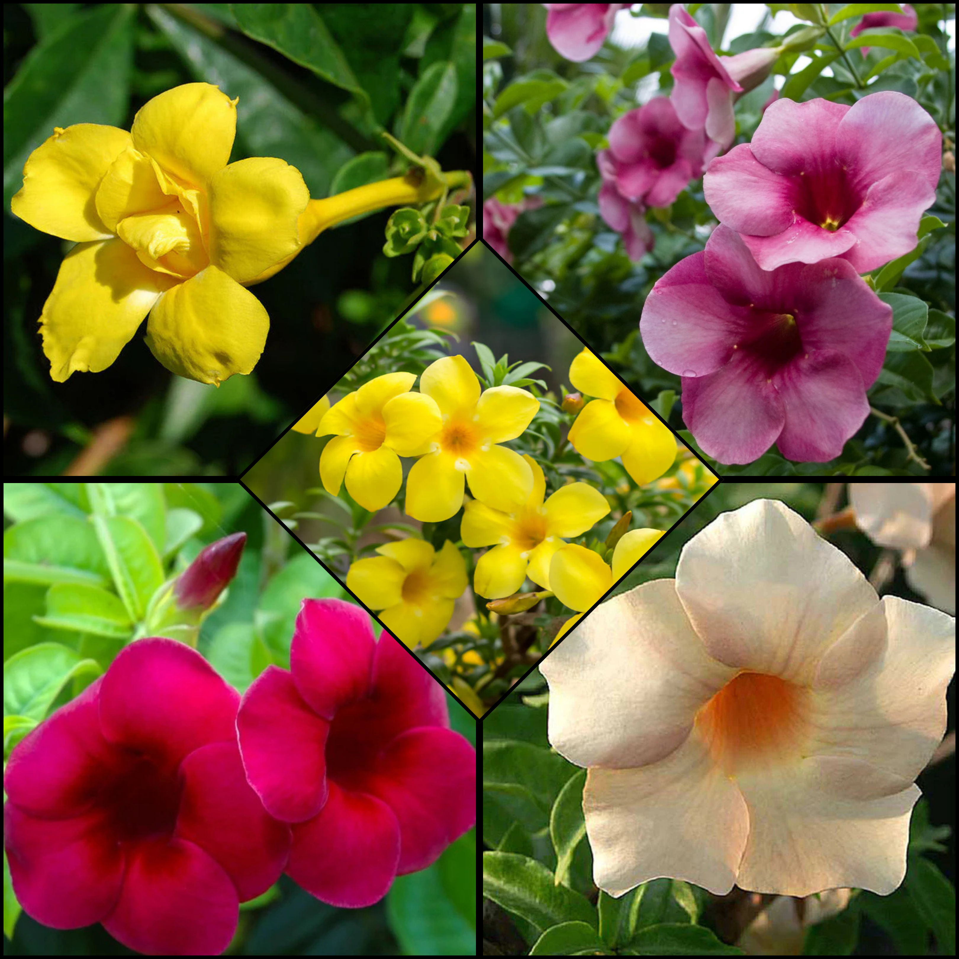 MR Allamanda Flowering Plants Combo