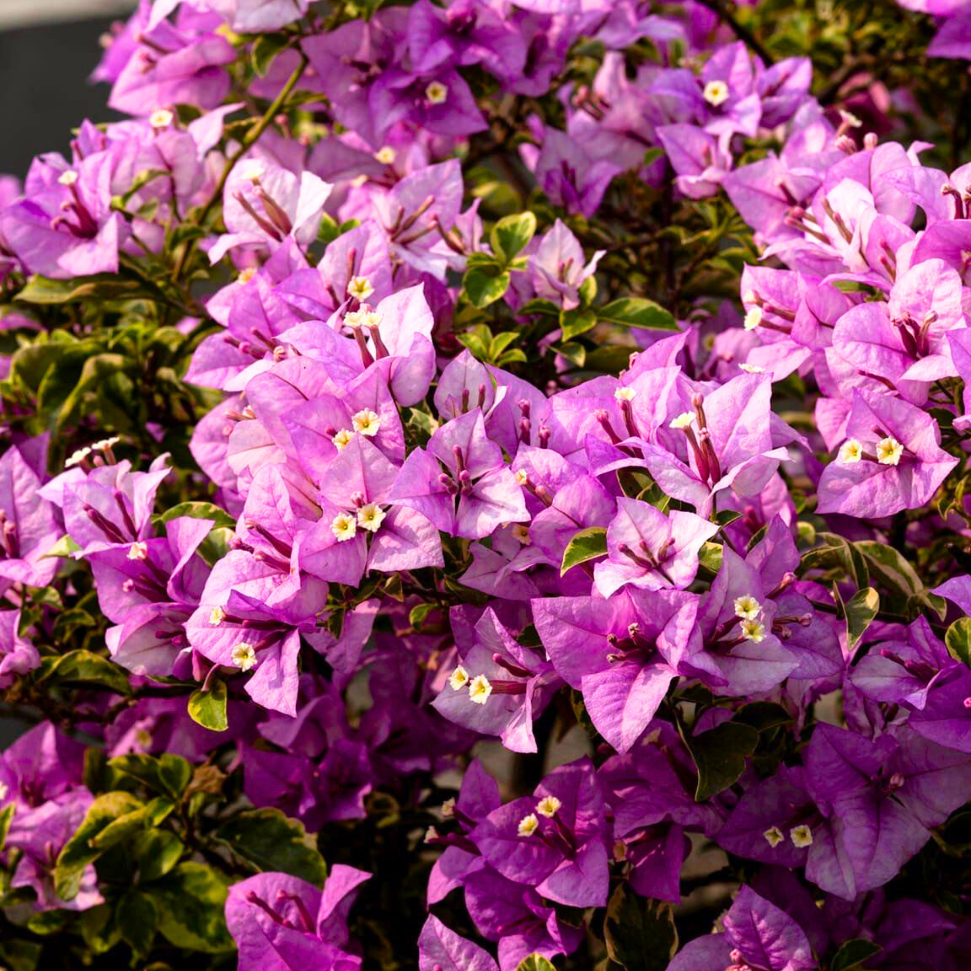 DZ Bougainvillea Golden Summer Tricolour Rare Flowering Live Plant