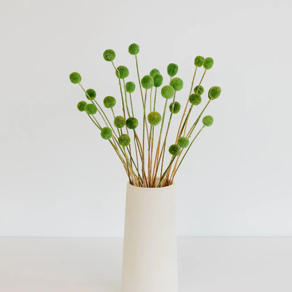 FiftyFlowers Green Dried Craspedia Billy Balls