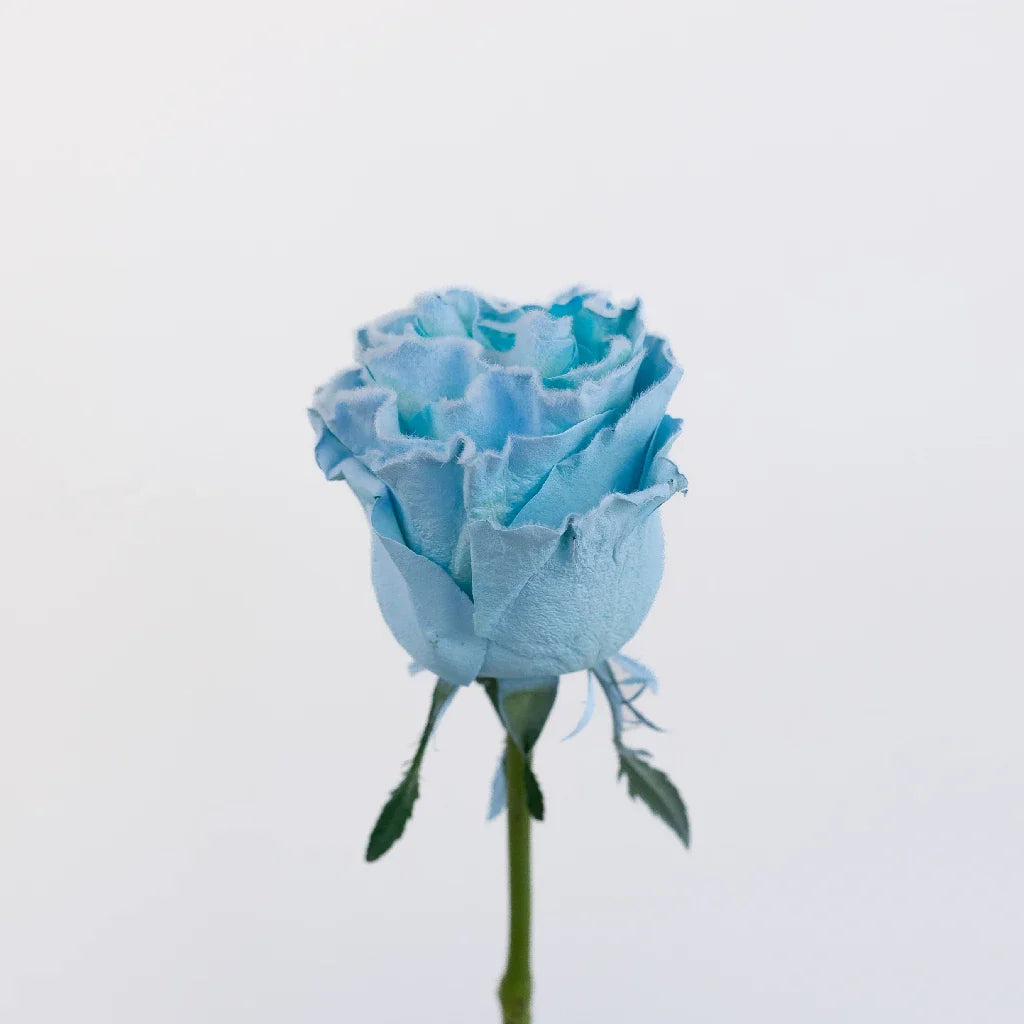 FiftyFlowers Tinted Light Blue Fuzzy Roses - view 3