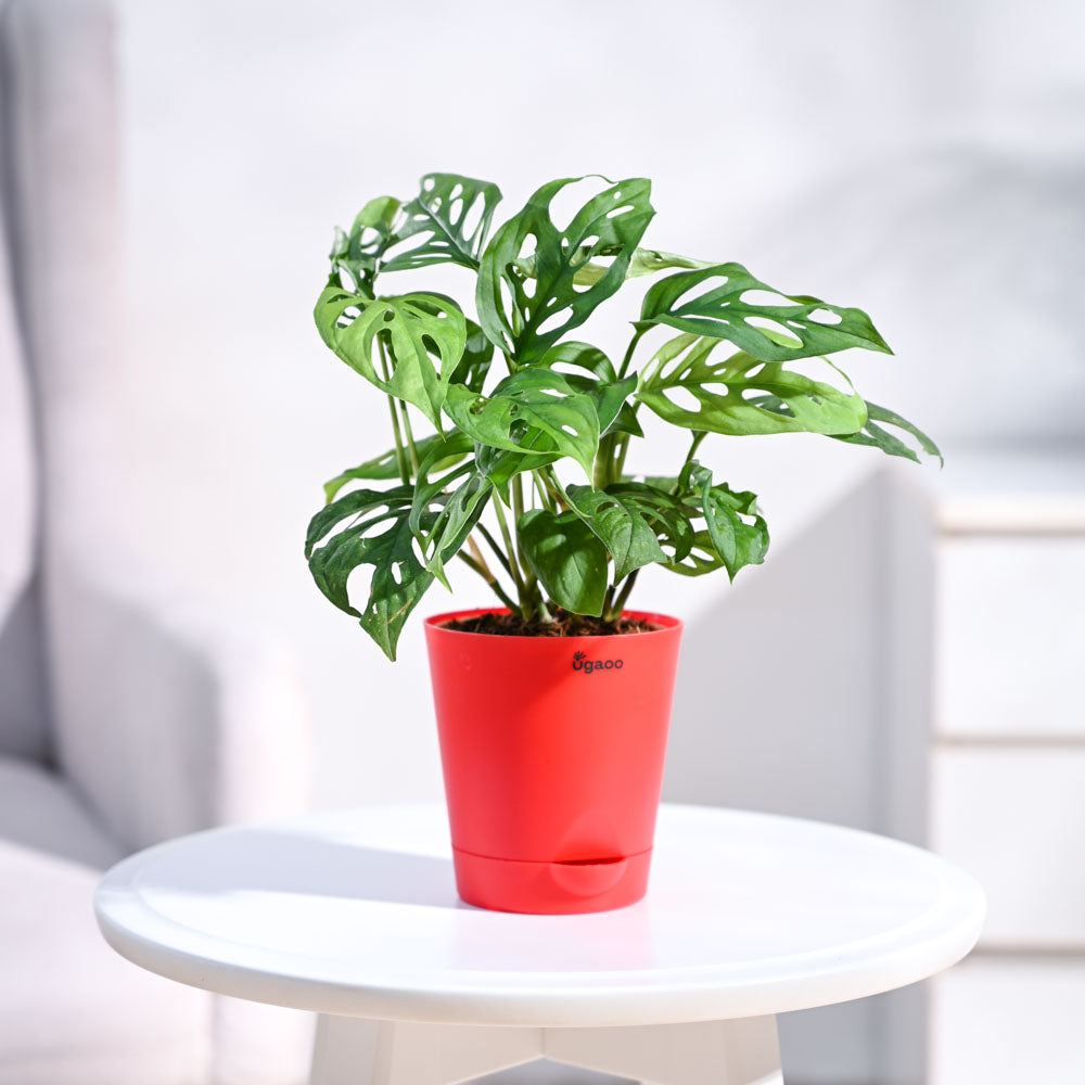 Ugaoo Broken Heart Plant - view 39