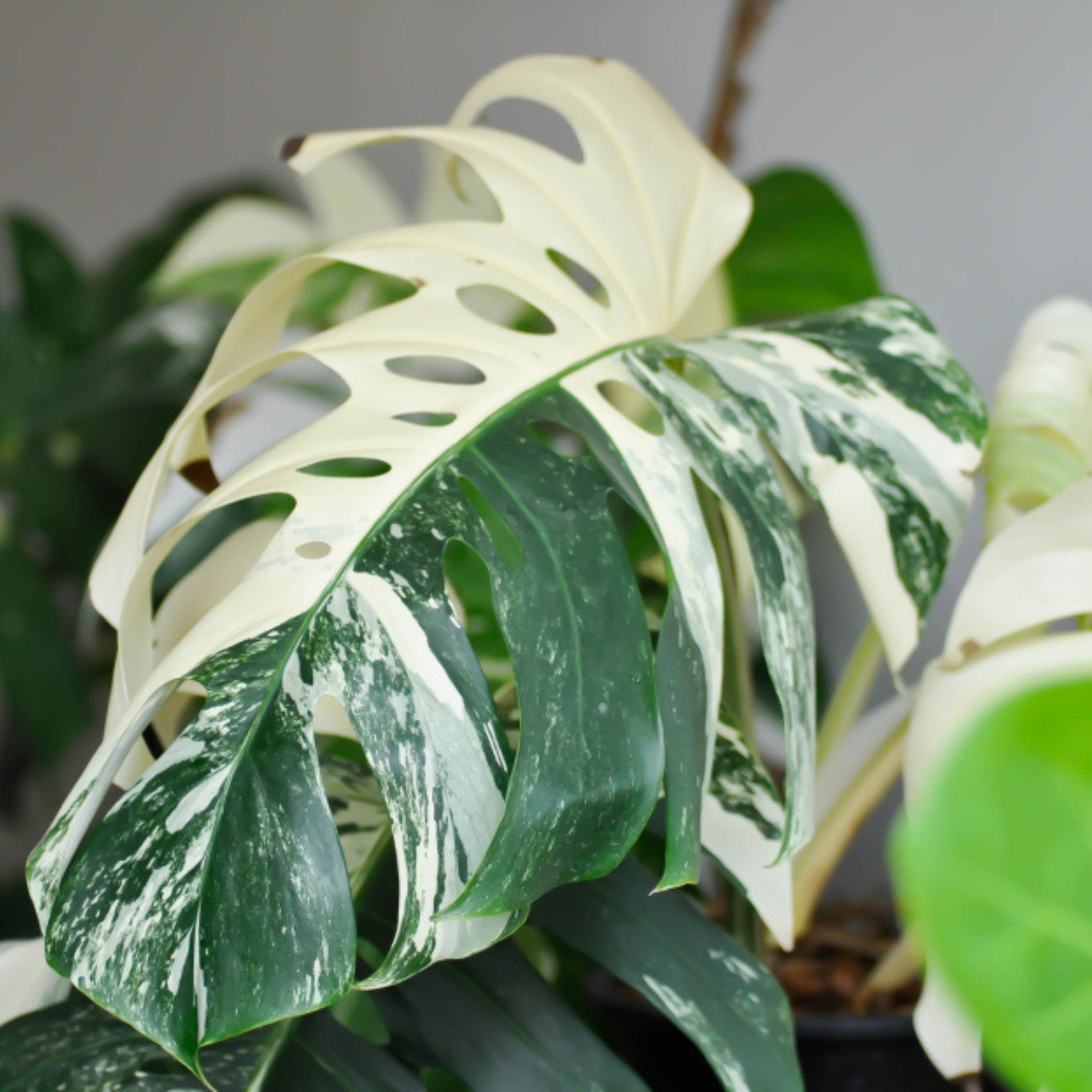 MR Swiss Cheese (Monstera deliciosa) Variegated Indoor / Outdoor Live Plant - view 2