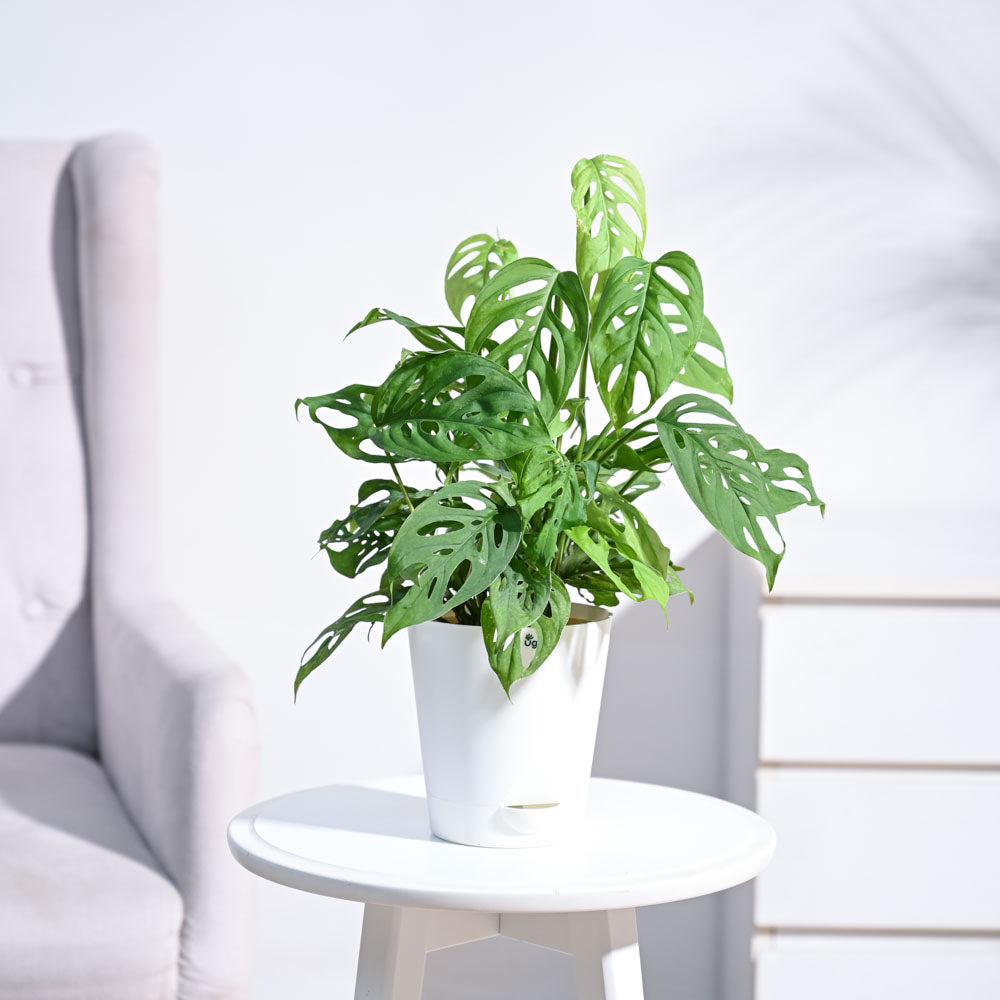 Ugaoo Broken Heart Plant - view 108