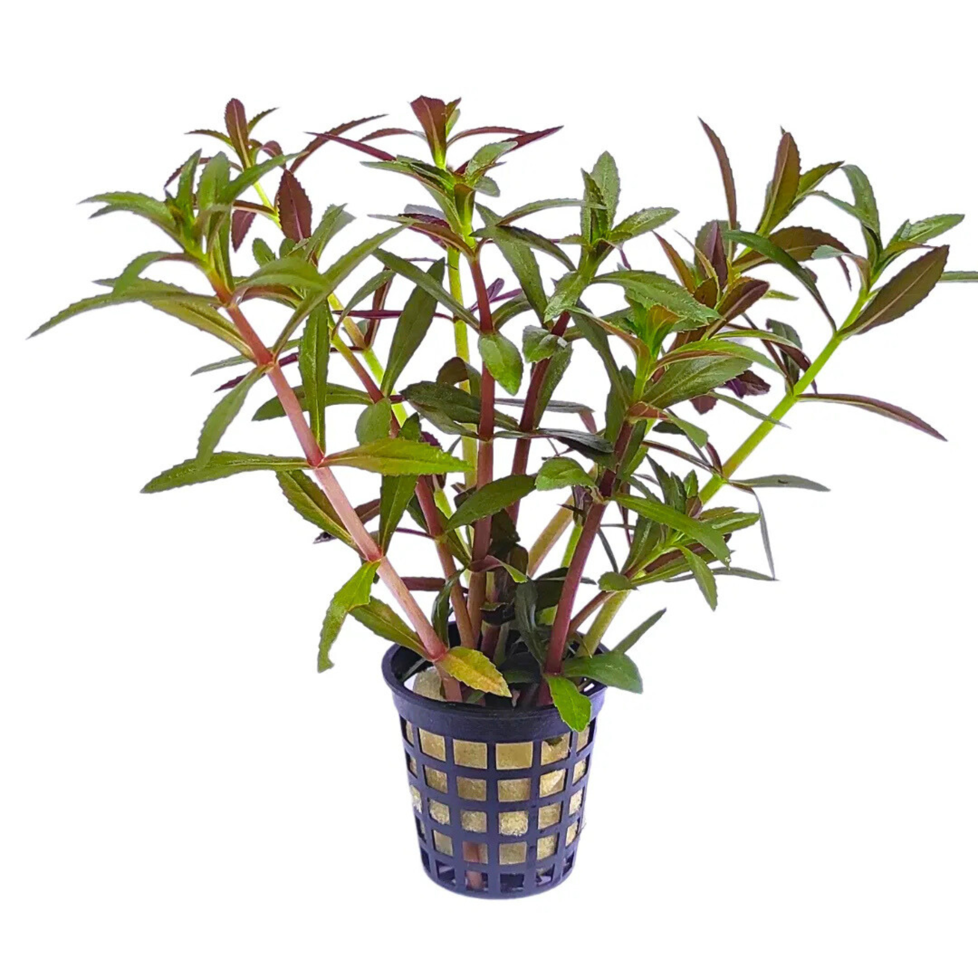 MRWP Creeping Marshweed (Limnophila repens) Aquarium Live Plant - view 2