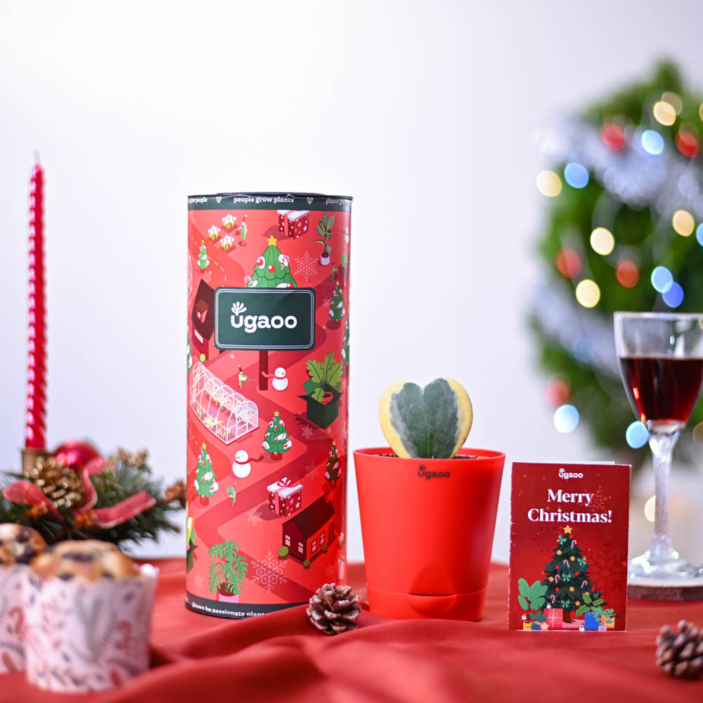 Ugaoo Heart Hoya Plant - Variegated Christmas Hamper