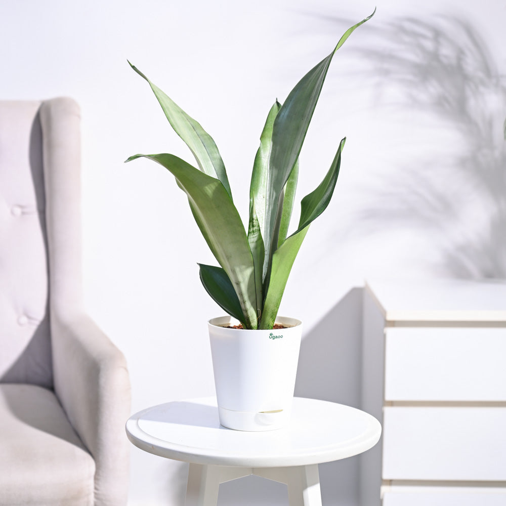 Ugaoo Sansevieria Moonshine - Snake Plant