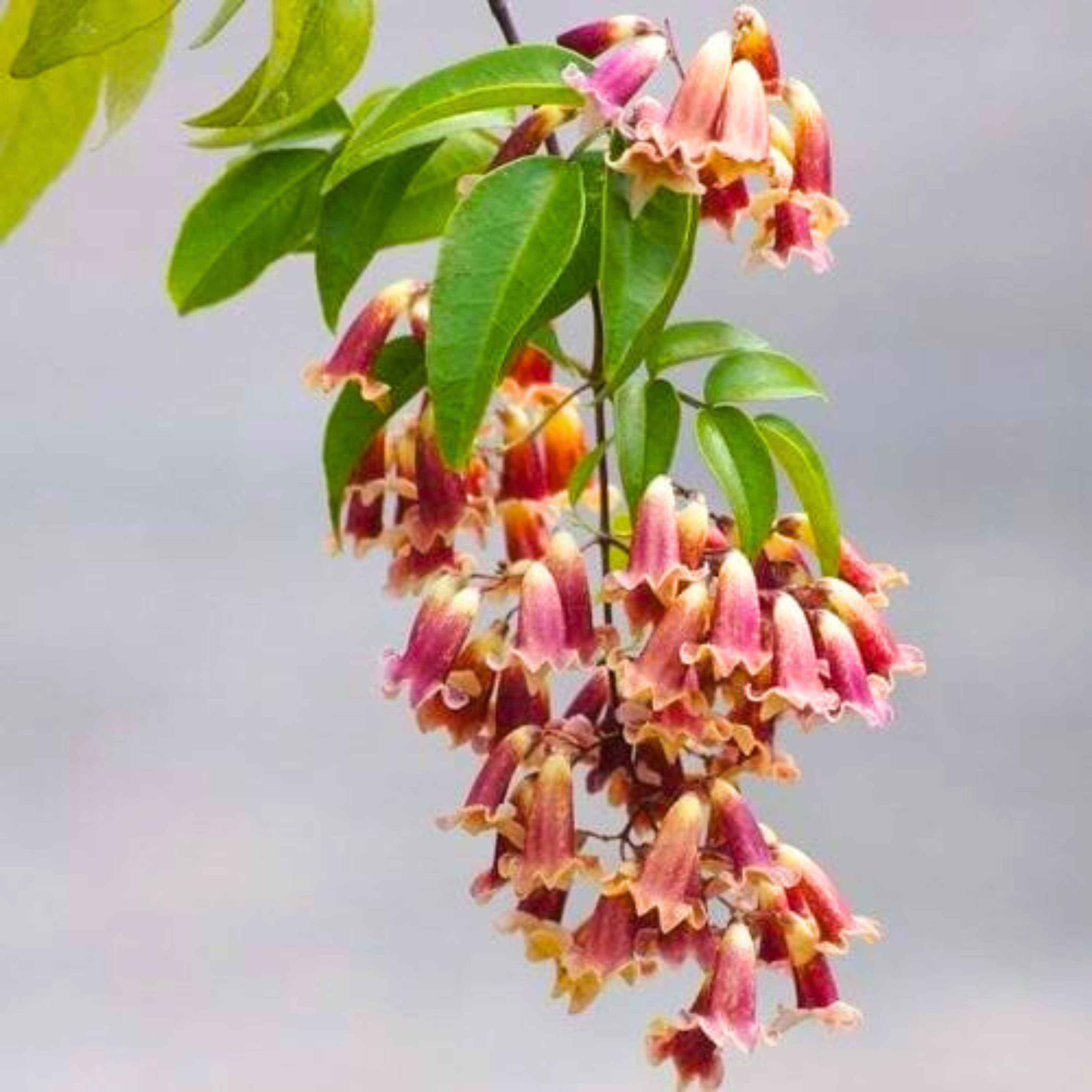 MR Wonga Wonga Vine / Ruby Belle (Pandorea pandorana) Rare Flowering Creeper Live Plant