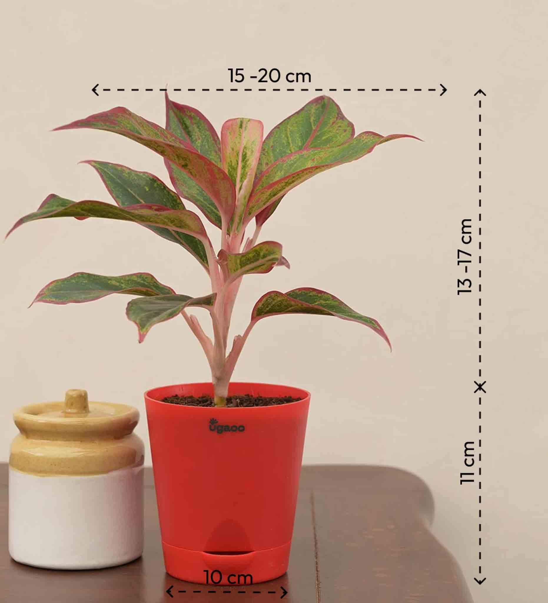 Ugaoo Aglaonema Red Plant Gift Hamper - view 3