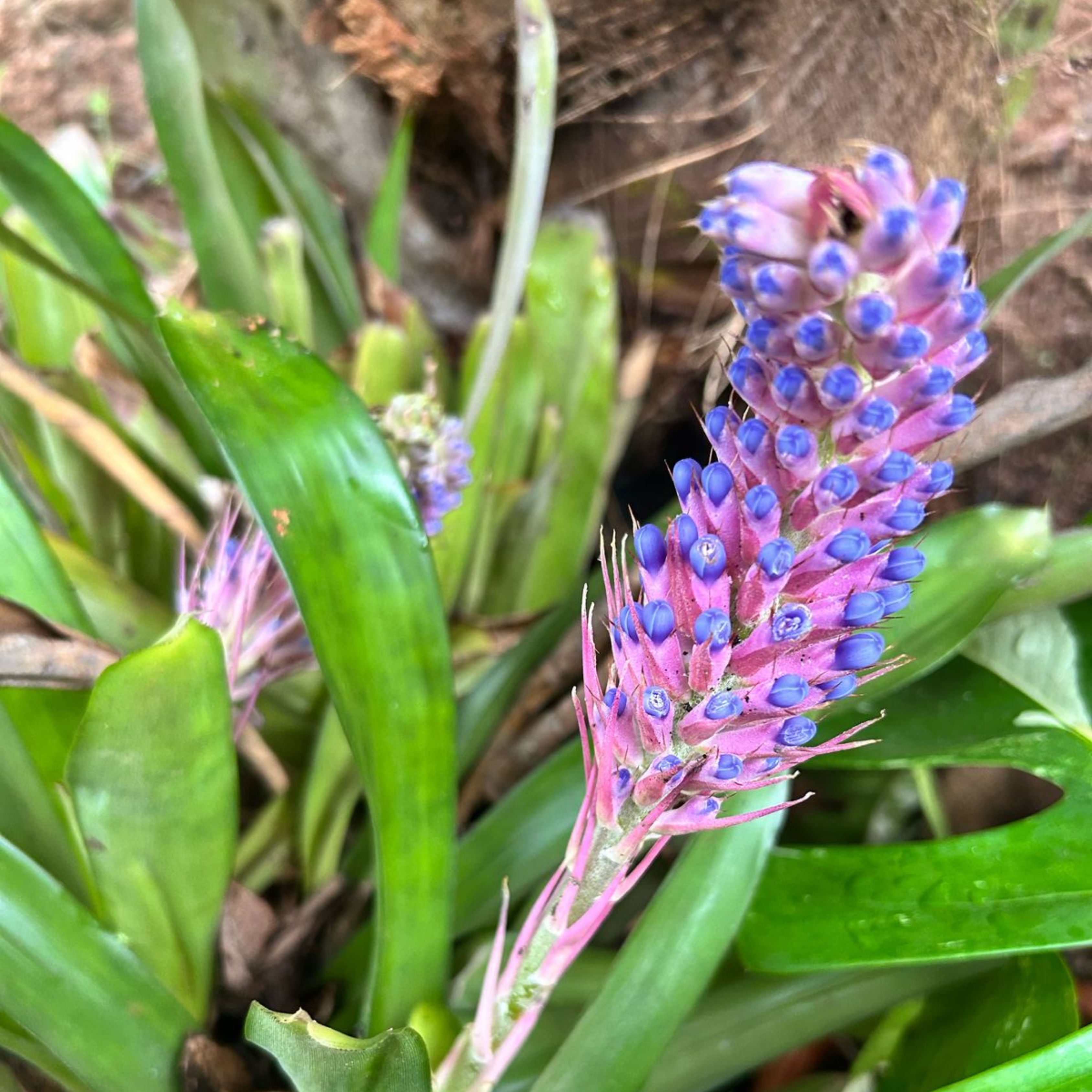 MR Matchstick Airplant / Bromeliad (Aechmea cylindrata) Rare All Time Flowering Live Plant - view 3