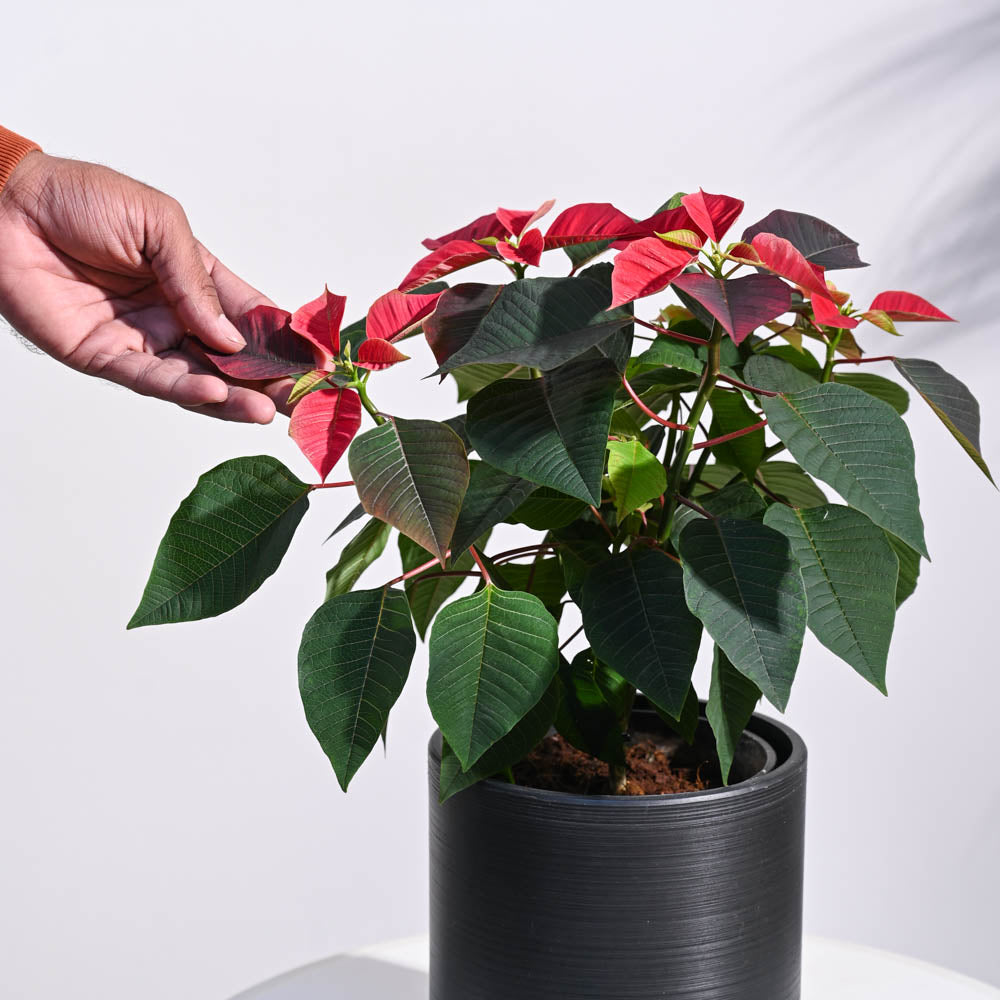 Ugaoo Poinsettia Red Plant with Oslo Planter - view 4