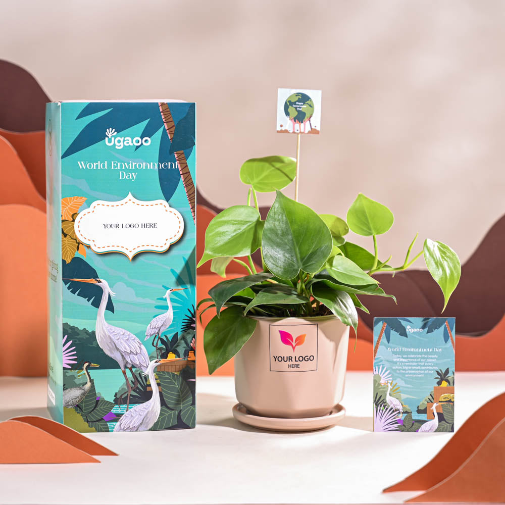 Ugaoo Philodendron Oxycardium Green Plant For Environment Day Gifting