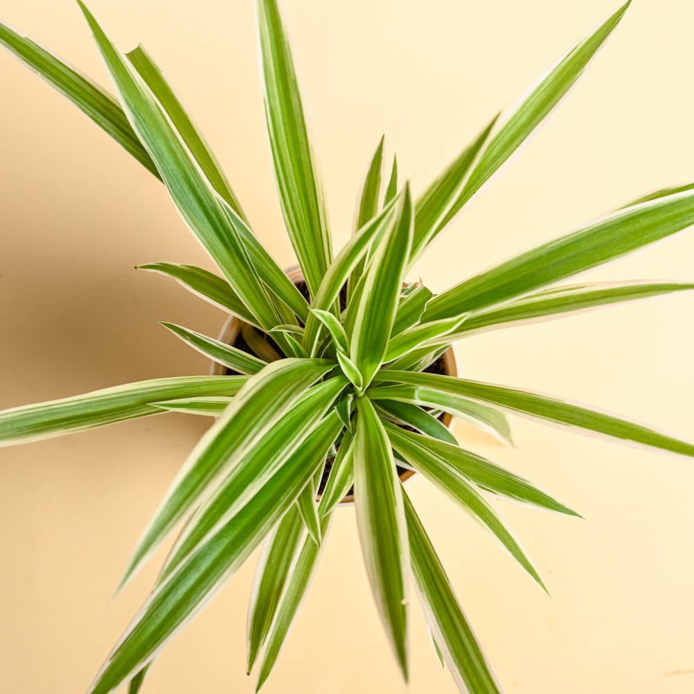 Ugaoo Spider Plant For Mother's Day Gifting - view 5