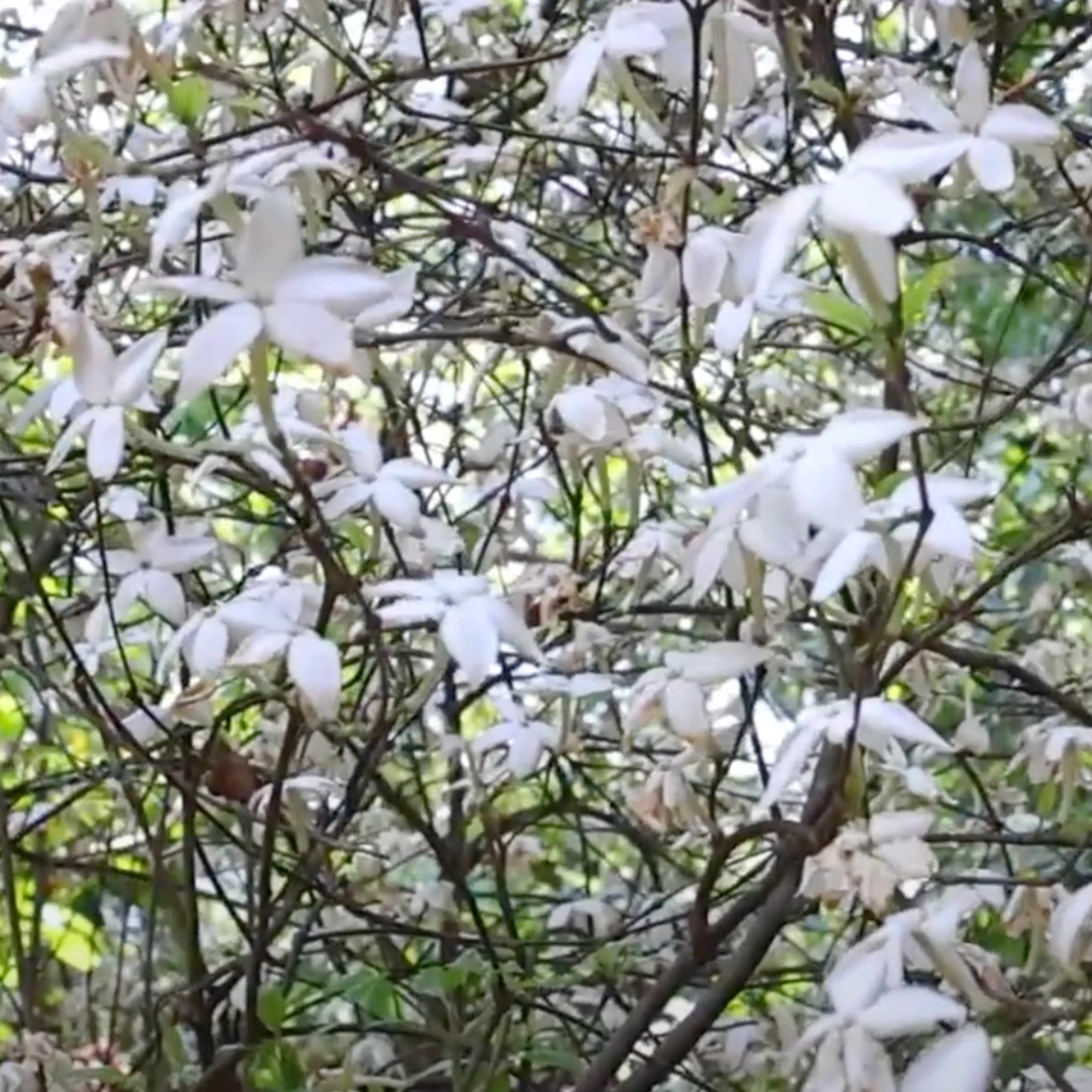 DZ Pushkara Mulla Highly Fragrant Medicinal / Flowering Live Plant