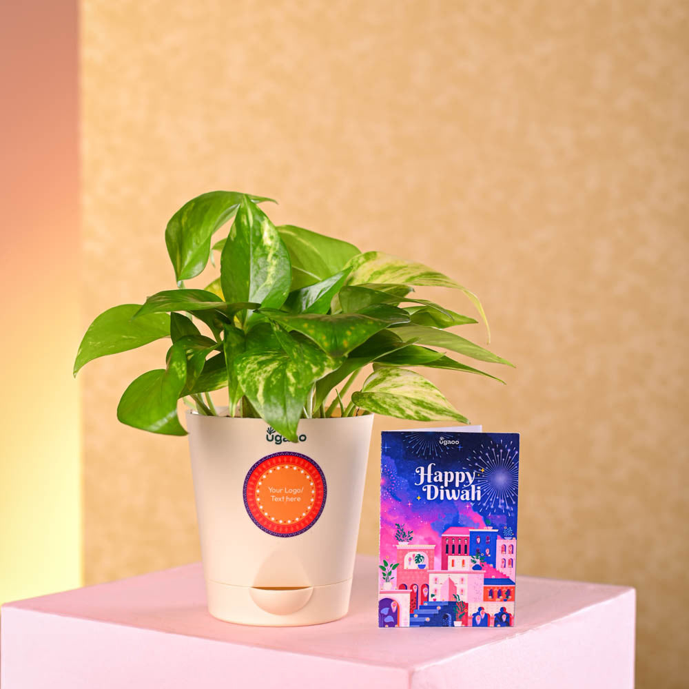 Ugaoo Money Plant Variegated Diwali Gift - view 2