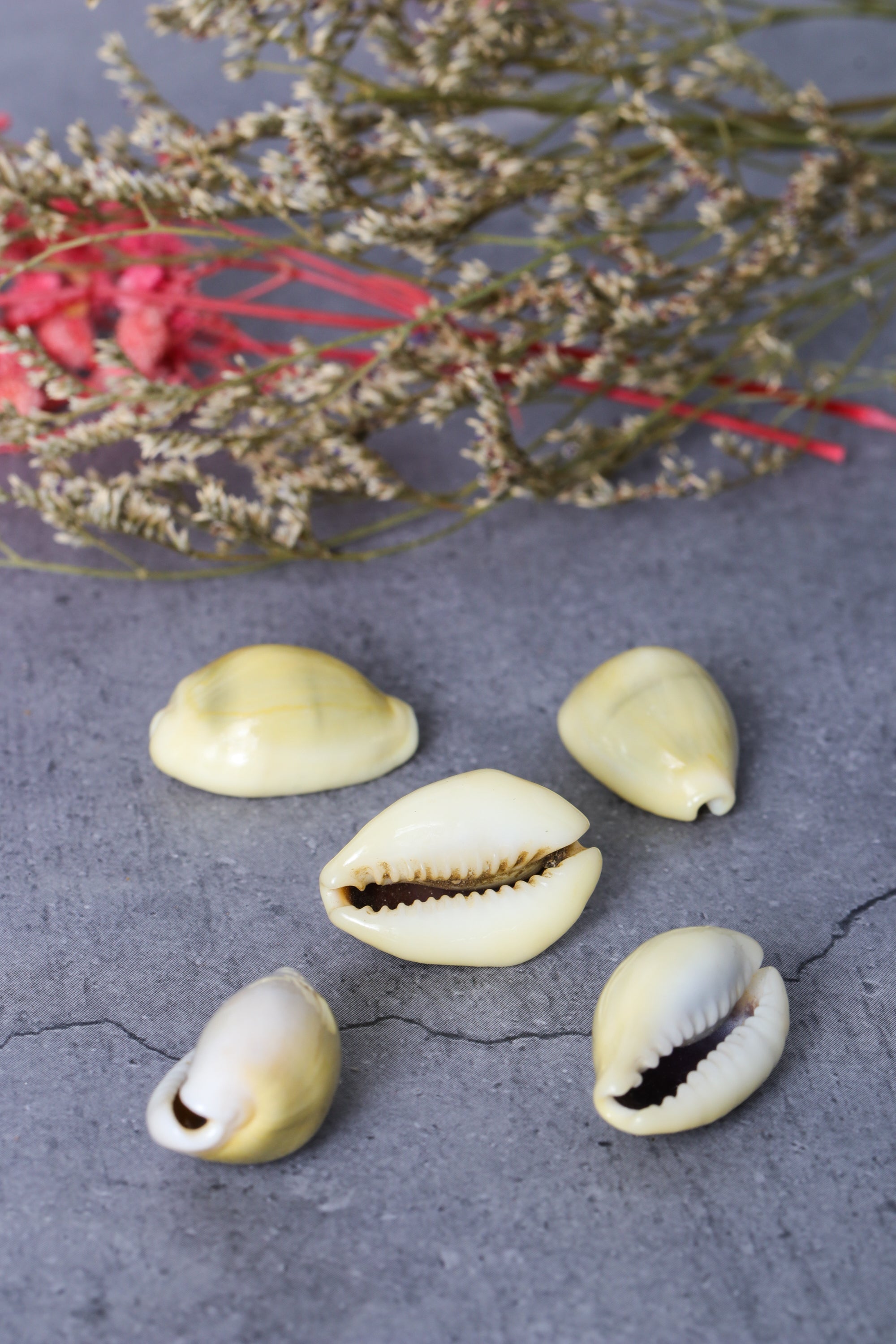 Cowrie shells set – Studio Vaidik Peetambar Cowrie Shells (set of 5)