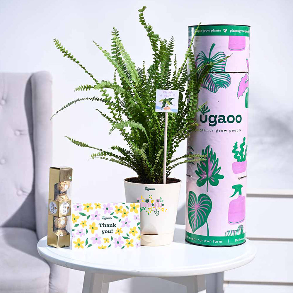 Ugaoo Button Fern Thank you Gift Hamper