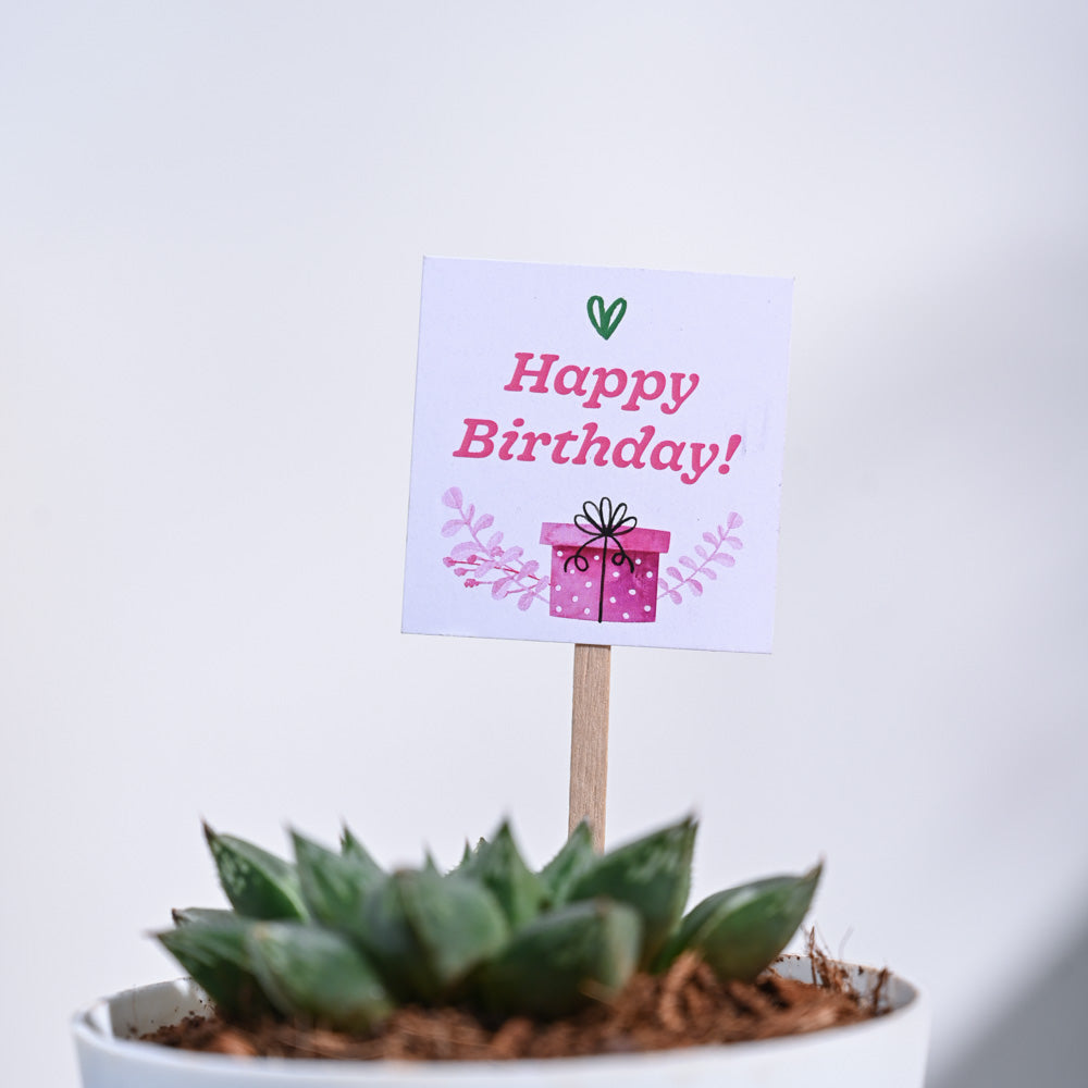 Ugaoo Haworthia Maculata Birthday Gift Hamper - view 8