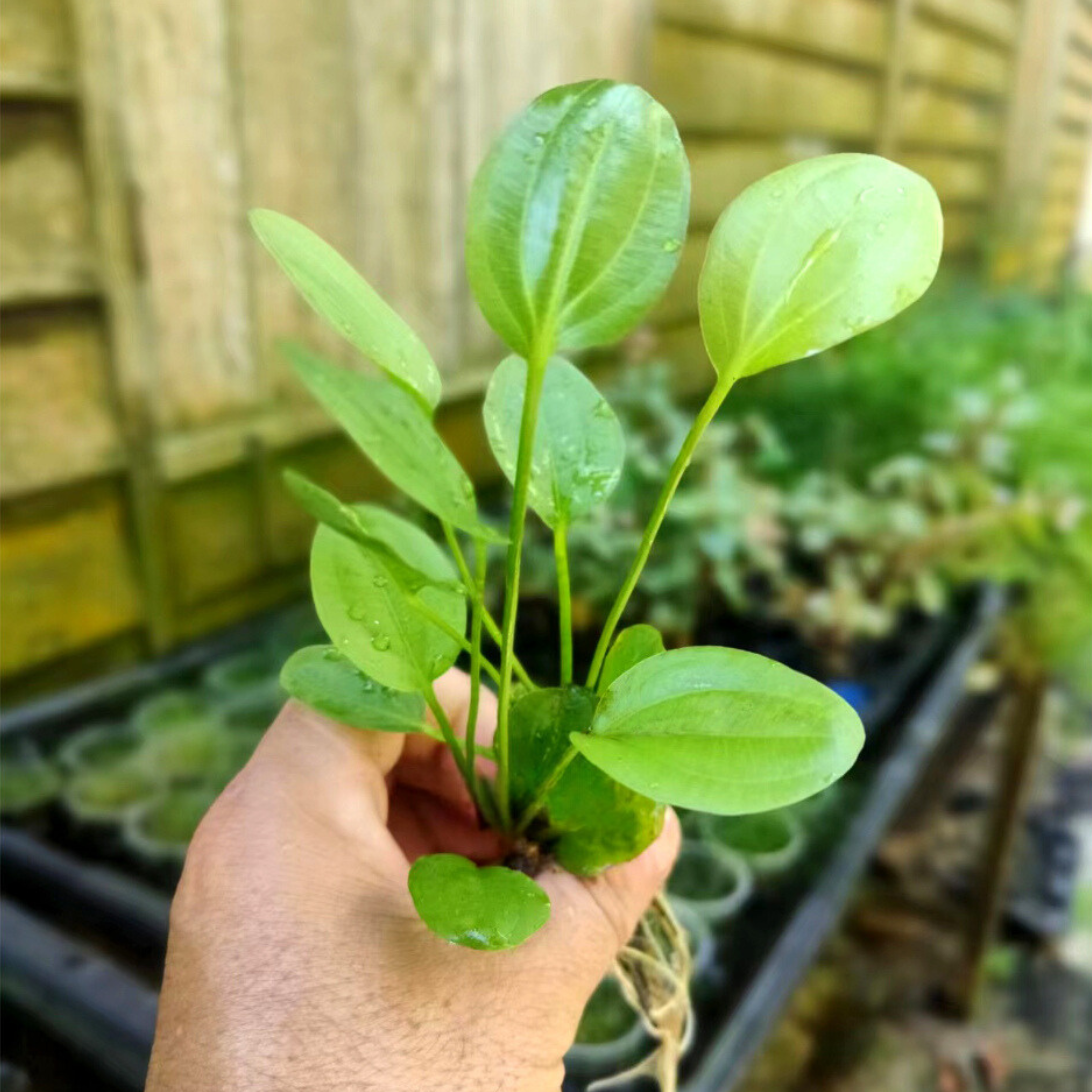 MRWP Echinodorus Horizontalis Mini Aquarium Live Plant
