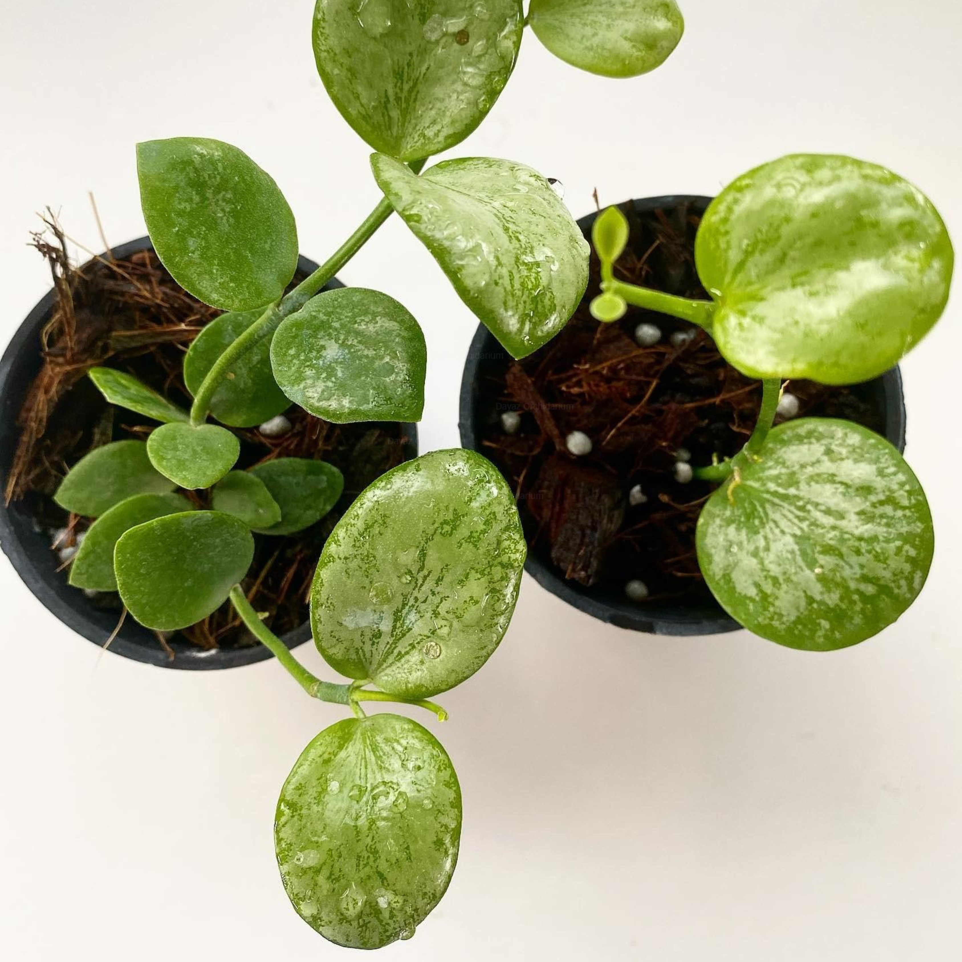 DZ Hoya Biakensis Splash