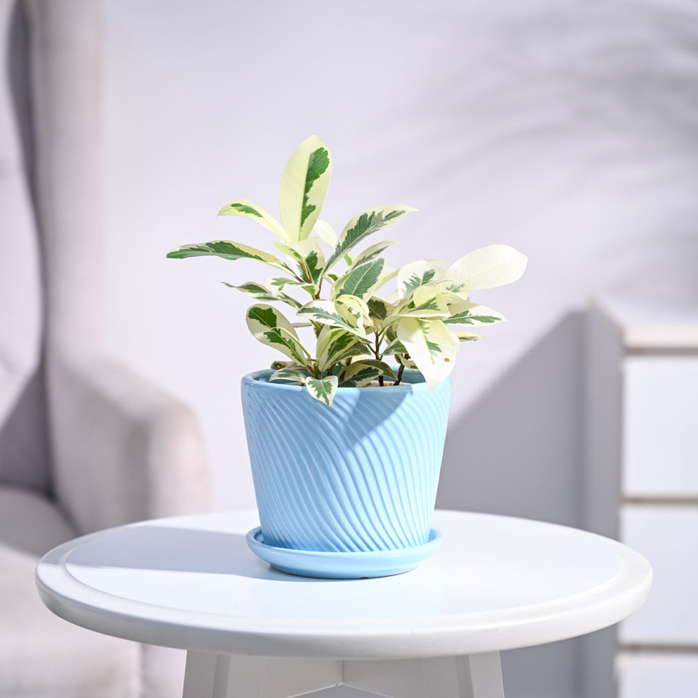 Ugaoo Ficus Prestige Plant - view 115