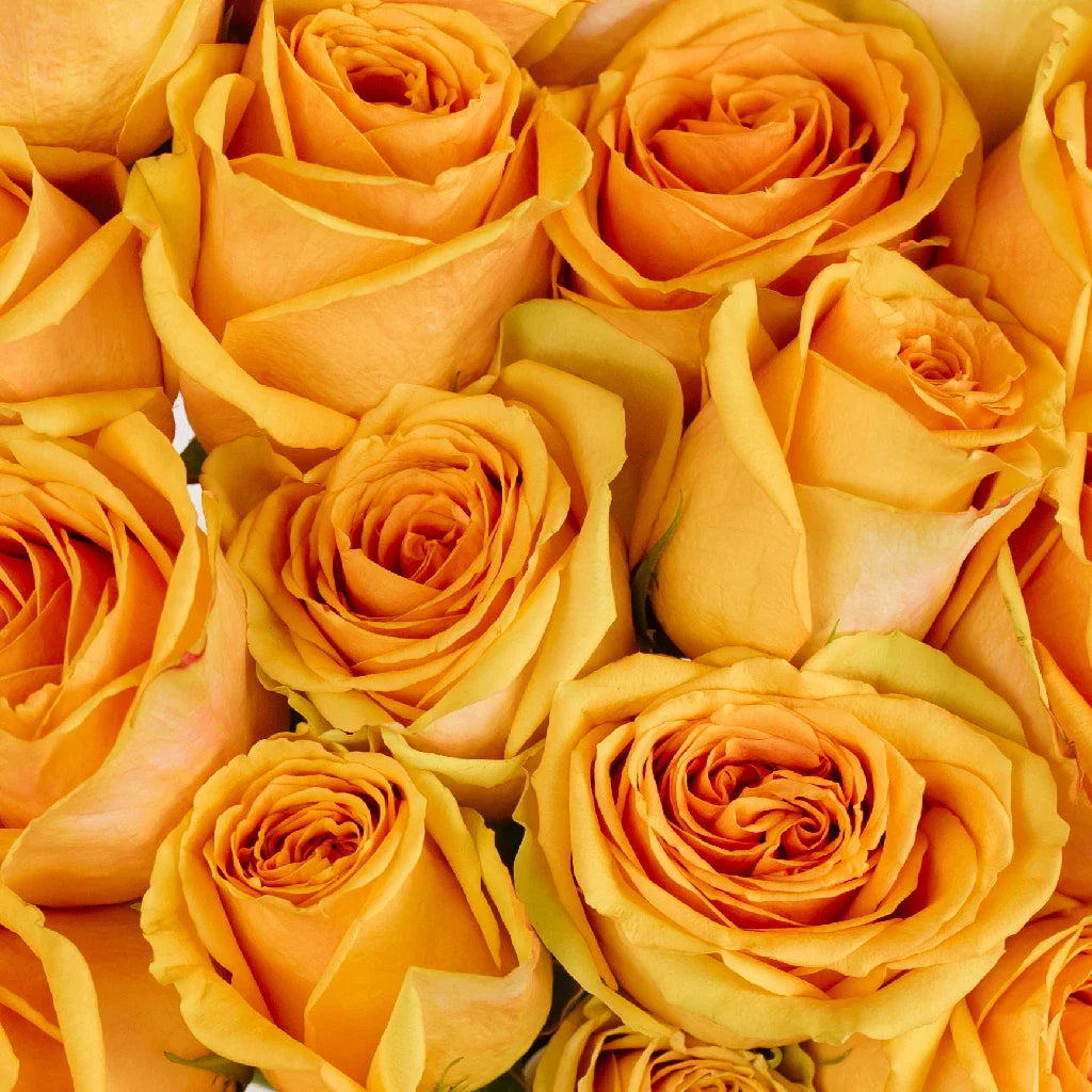 FiftyFlowers Light Golden Orange Roses - view 4