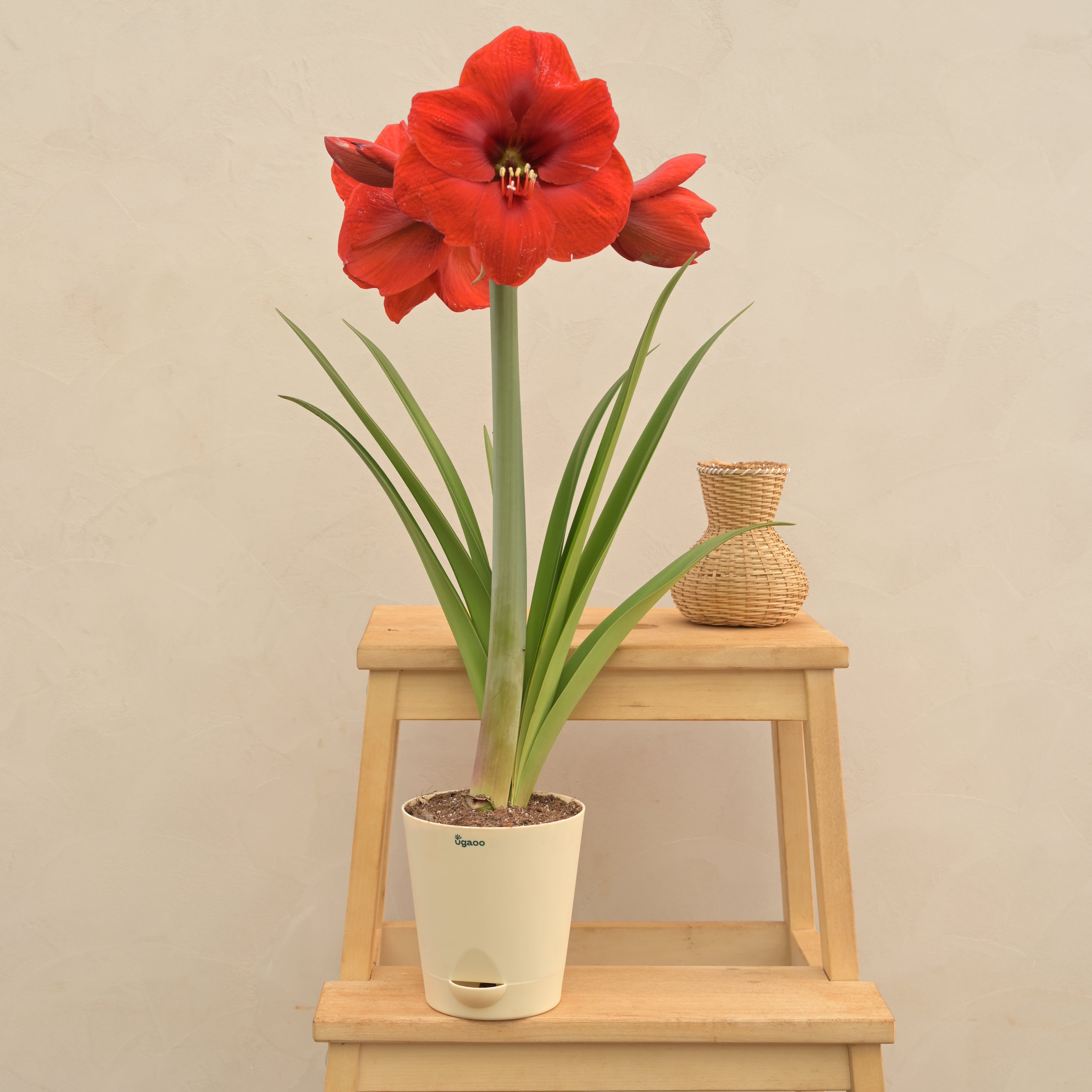 Ugaoo Amaryllis (Amar lily) flower bulb - Red - view 2